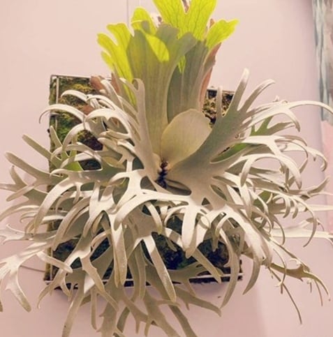 P. willinckii Jenny / ビカクシダ ウィリンキー ジェニー⑦