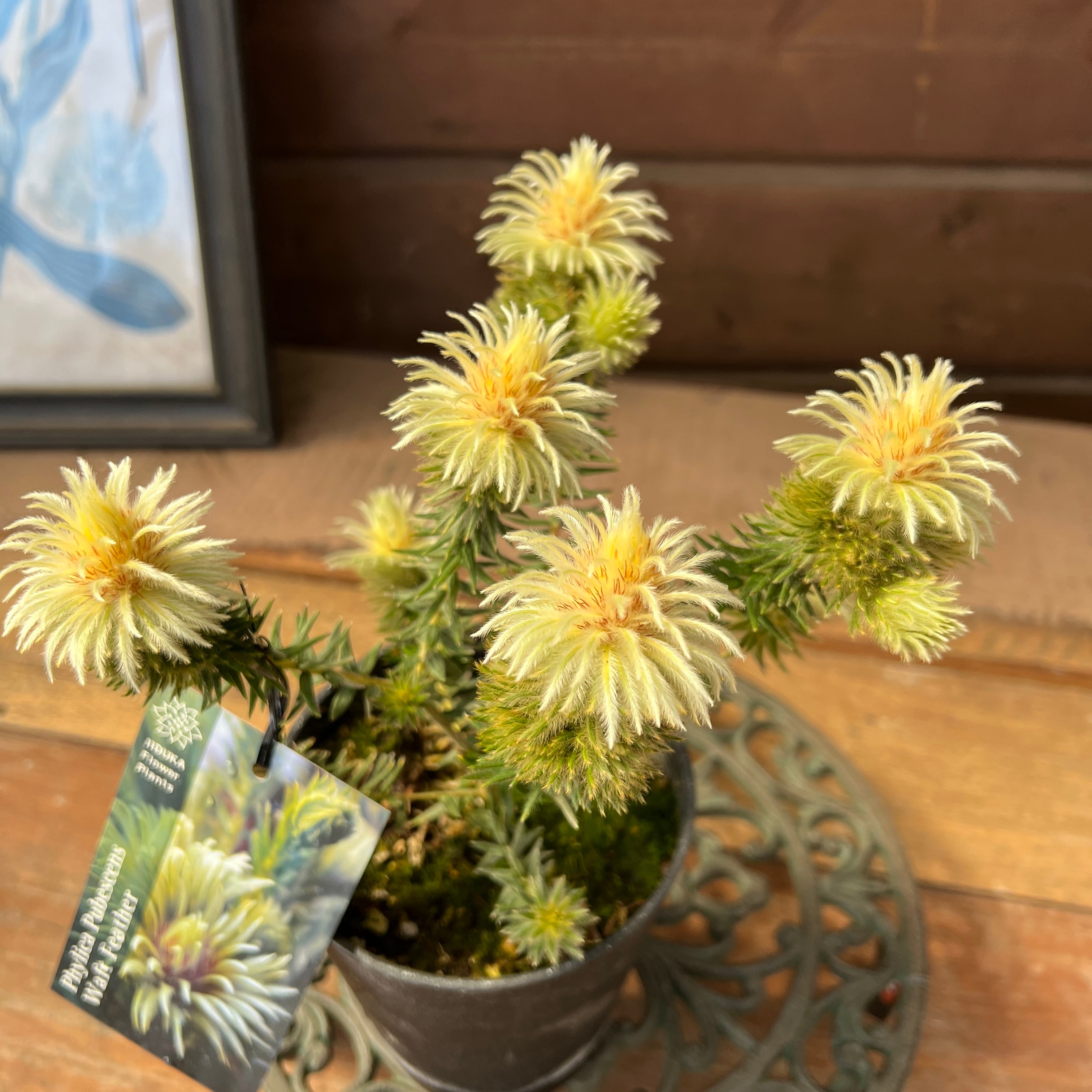 ガーデニング フィリカ プベッセンス 5寸2鉢 オージープランツ