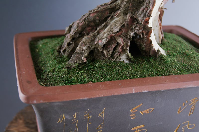 盆栽 模様木（神舎利付） Pinetree Bonsai #3 | Oh! BONSAI