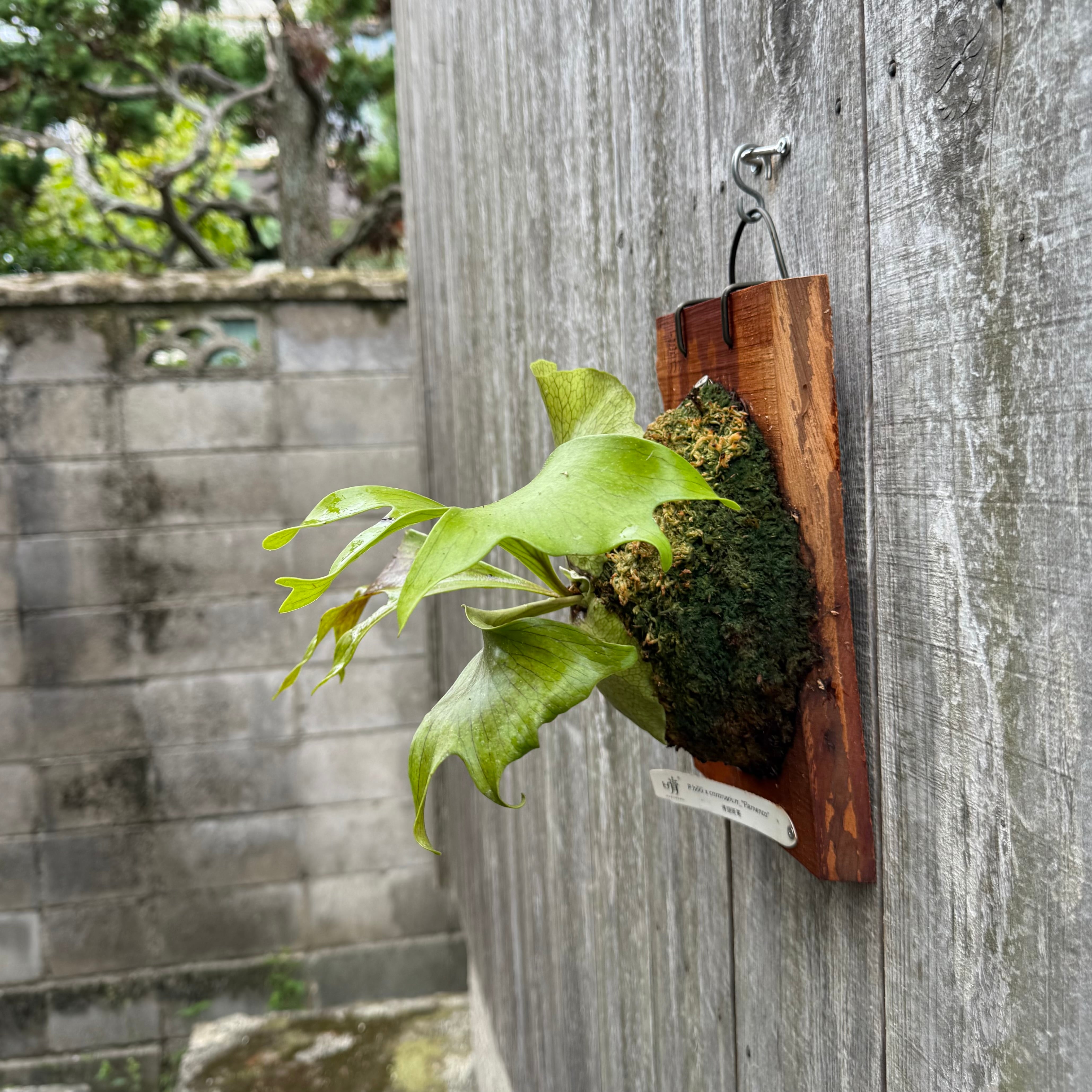 P. Flamenco (hillii x coronarium) | naturefix