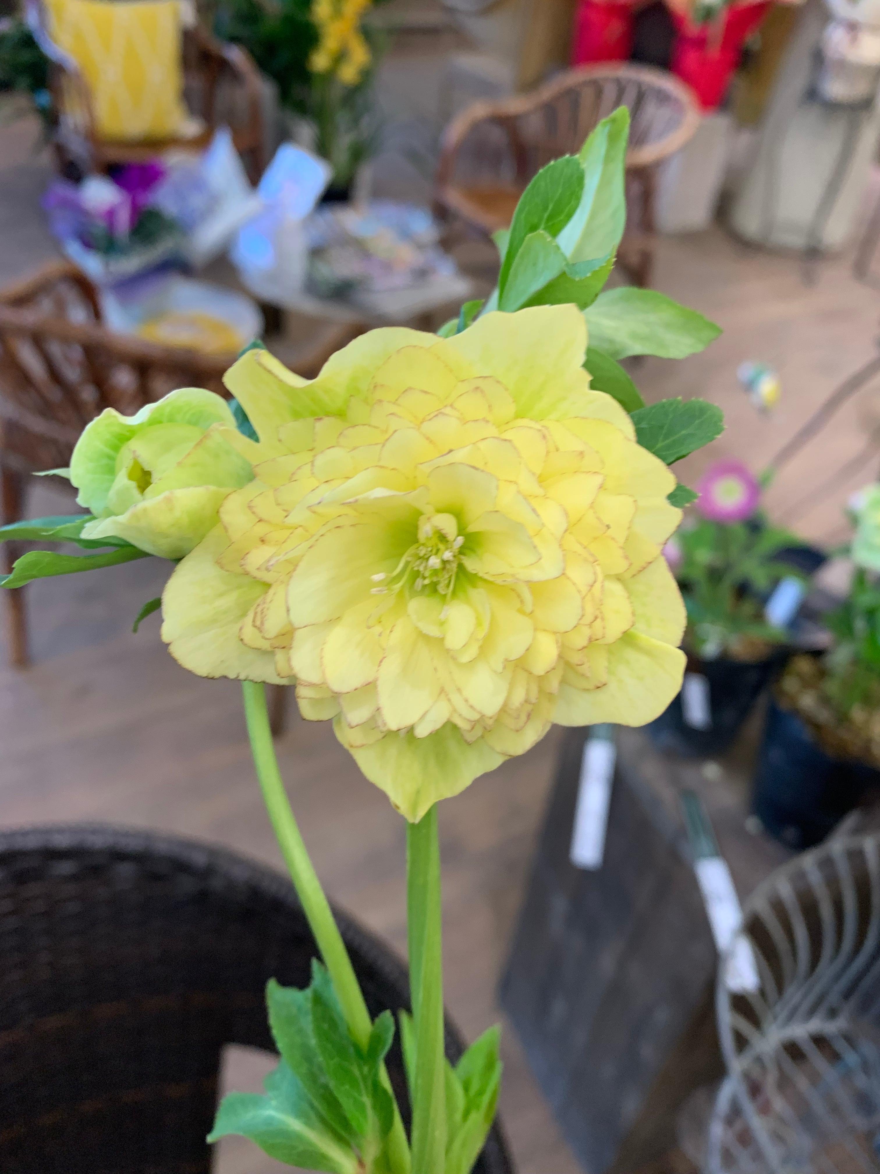 希少‼️③加藤農園さんの多弁クリスマスローズ アフロディーテ八重咲