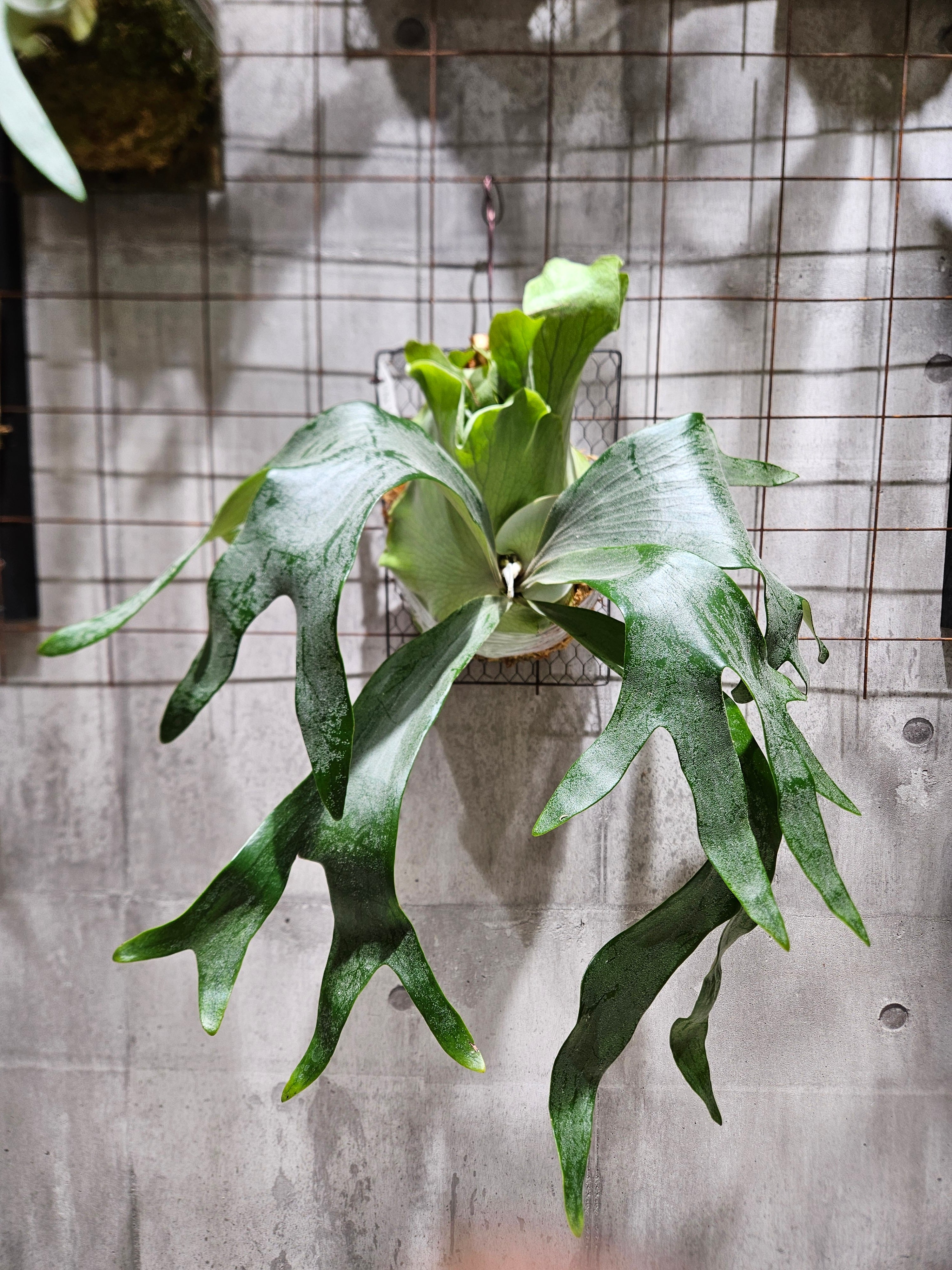 ビカクシダ ghost ゴースト 子株 ビカクシダ 子株 ビカクシダ Platycerium