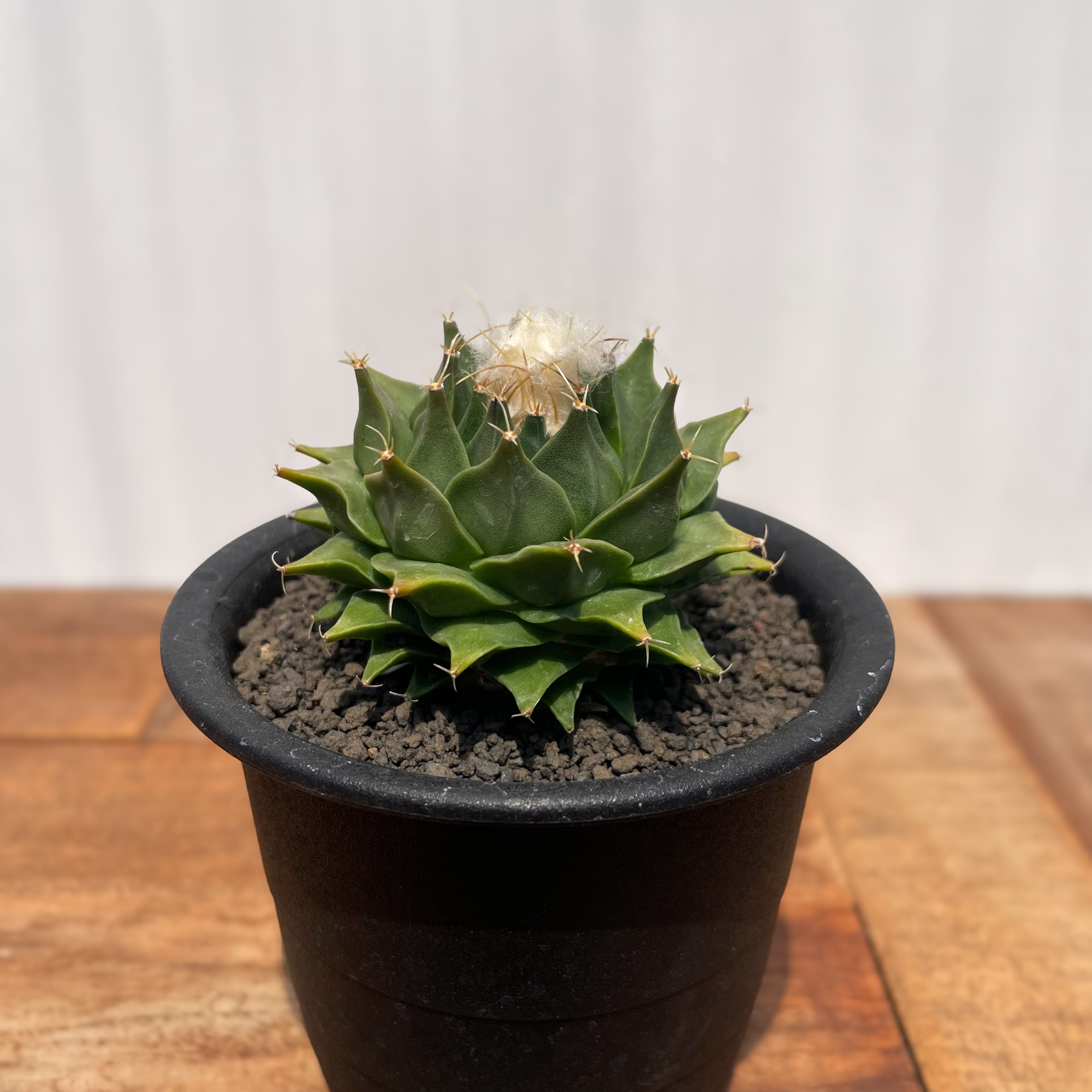 Aztekium ritteri【アズテキウム・花籠・実生】 | RIMO'S GREEN