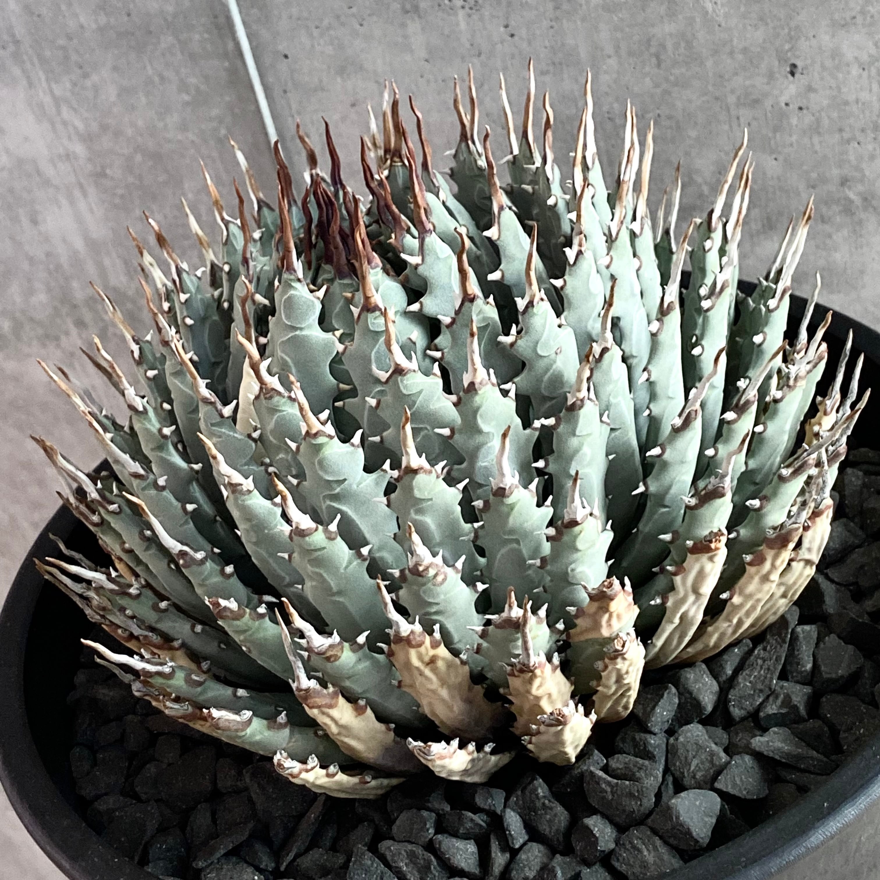 agave utahensis eborispina /アガベ ユタエンシス エボリスピナ