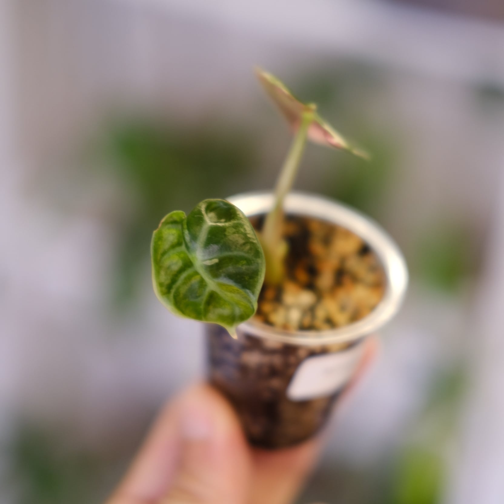 ALOCASIA HEART BALLON PINK VARIGATED / アロカシア ハートバルーン