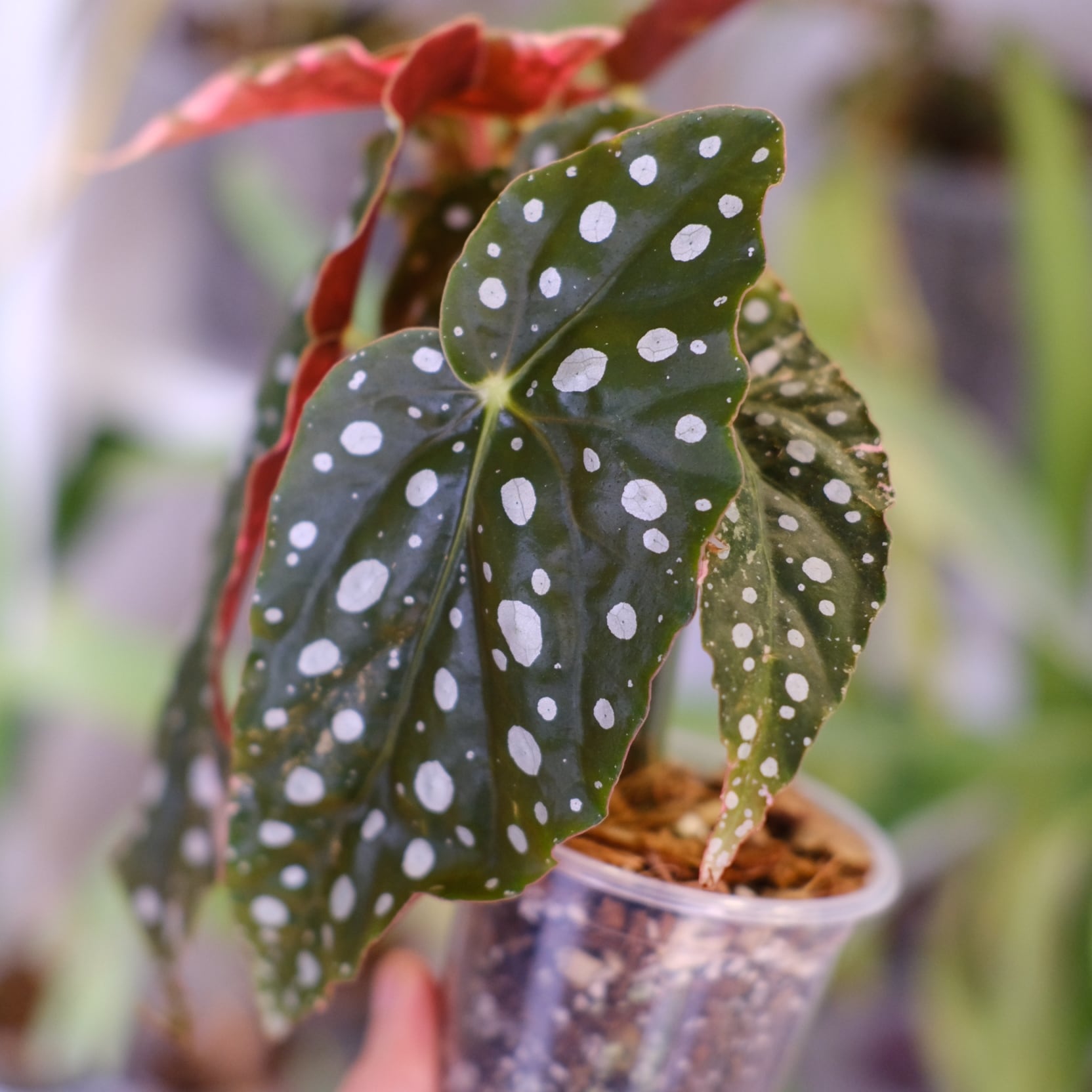 Begonia maculata variegata 'Pink'｜ベゴニア マクラータ ピンク
