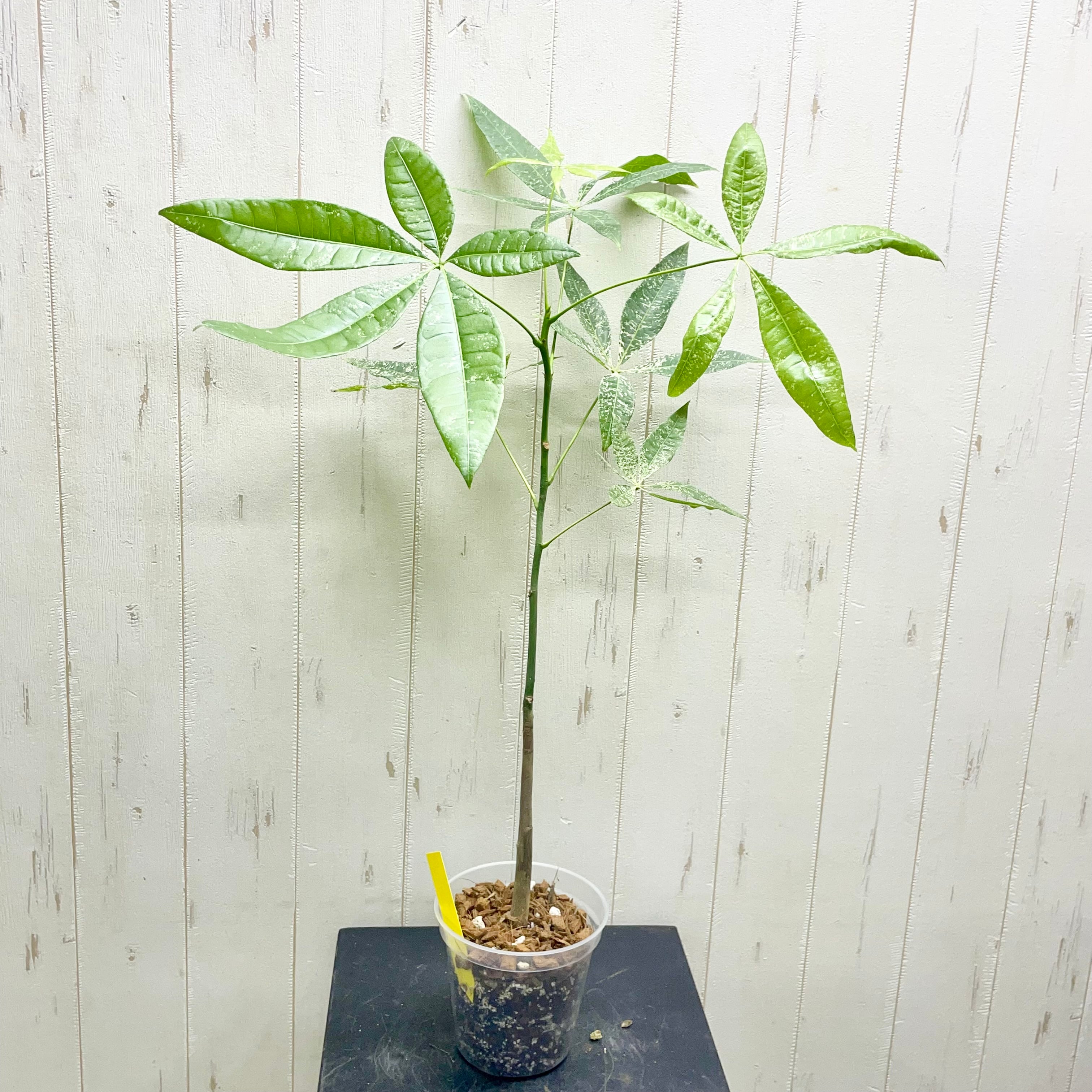 希少 実生 国内発芽育成株 パキラ ミルキーウェイ 5号 | PLANTS SHOP OLIVE