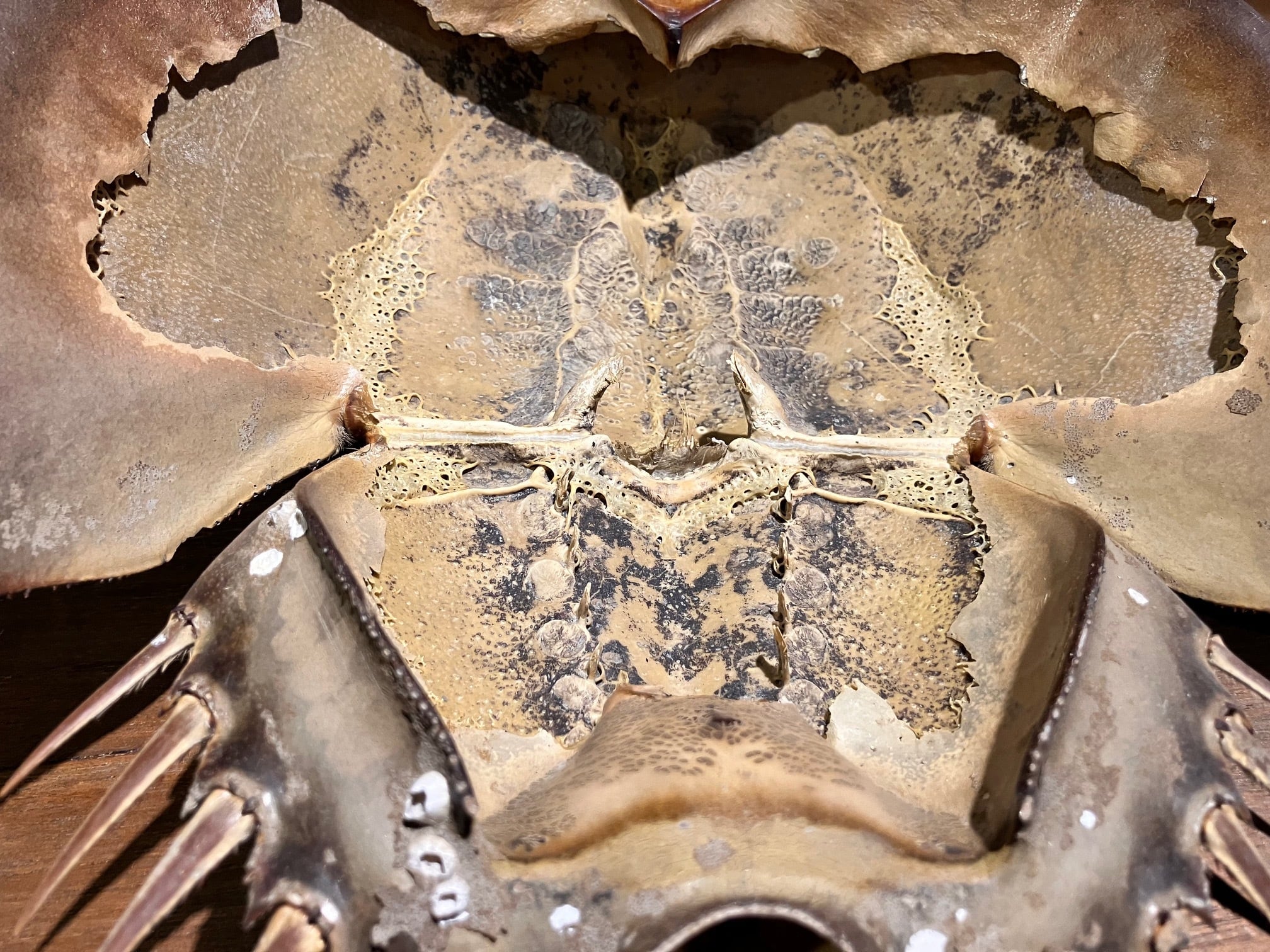 カブトガニ標本 | THE STUDY ROOM