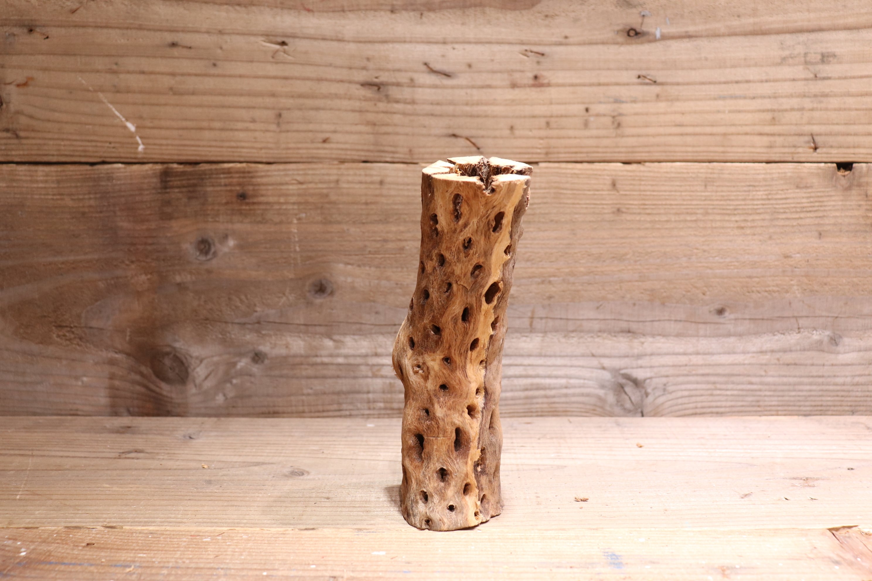 送料無料】カクタス スケルトン L (21-30cm) [L1-5] | plane plants