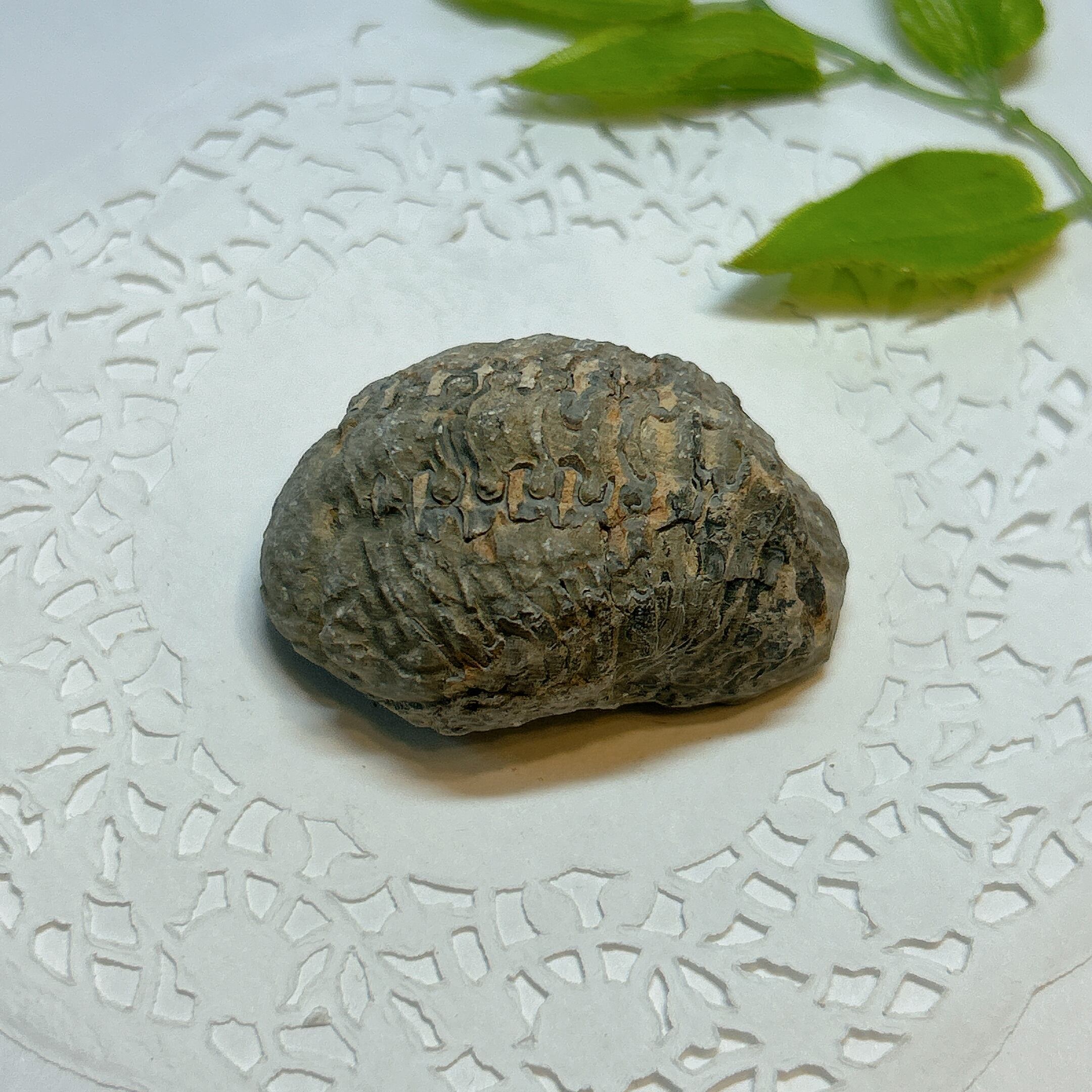 E25834】三葉虫 古生代デボン紀 化石 モロッコ 化石標本 | クリスタル