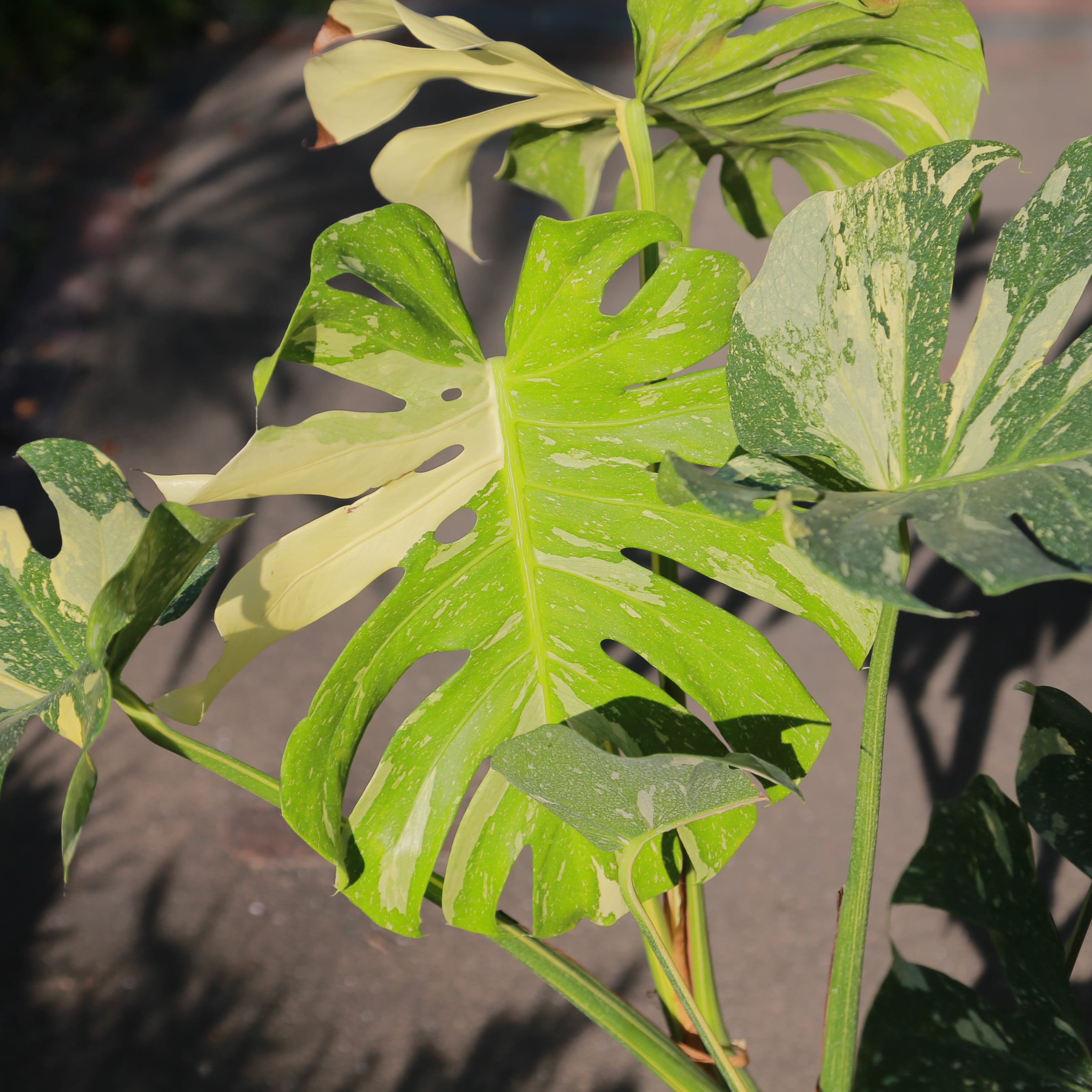 斑入り モンステラ イエローブリュレ デリシオーザ デリキオサ