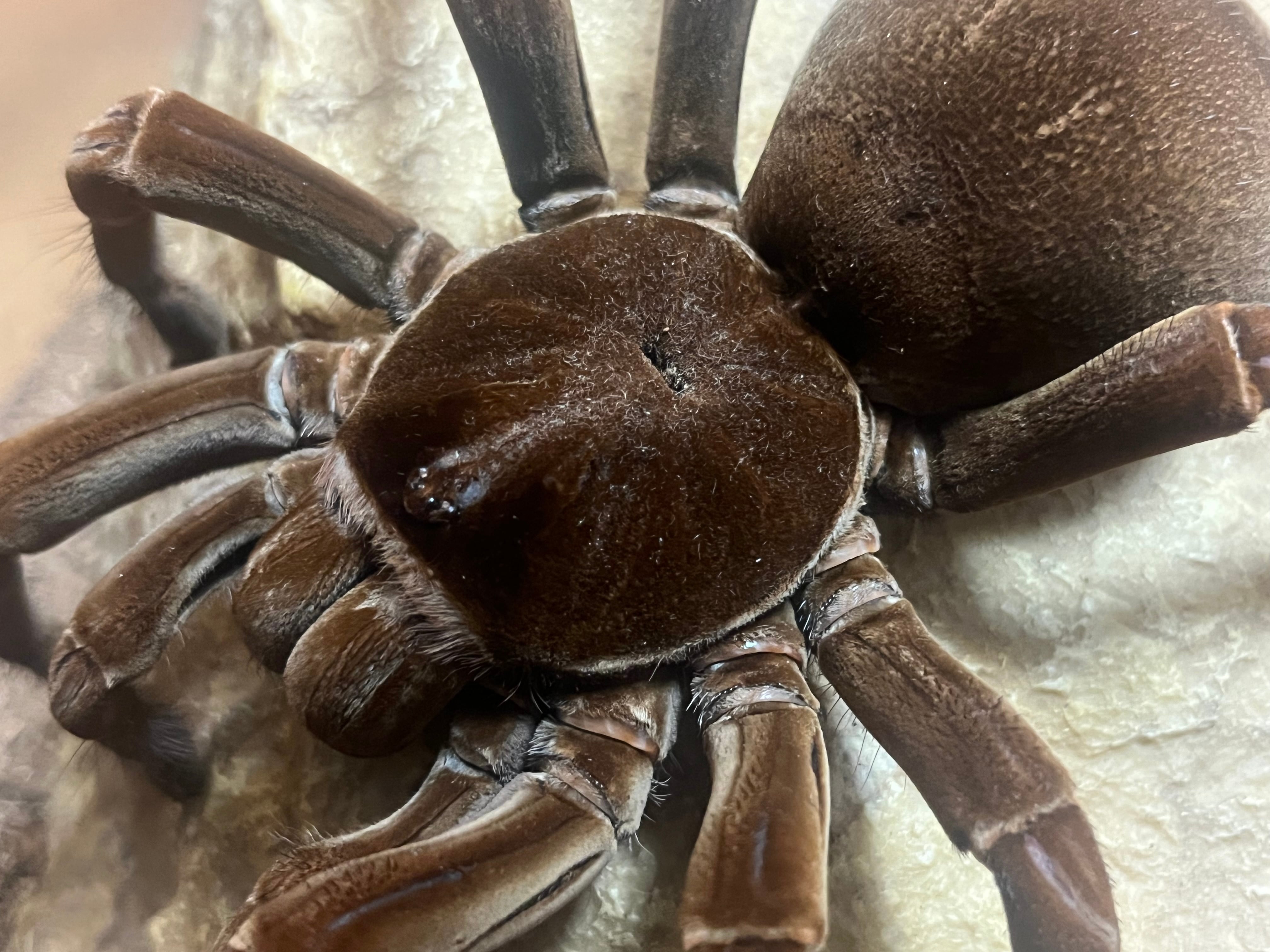 蜘蛛最大種】バーガンディーゴライアスバードイータータランチュラ