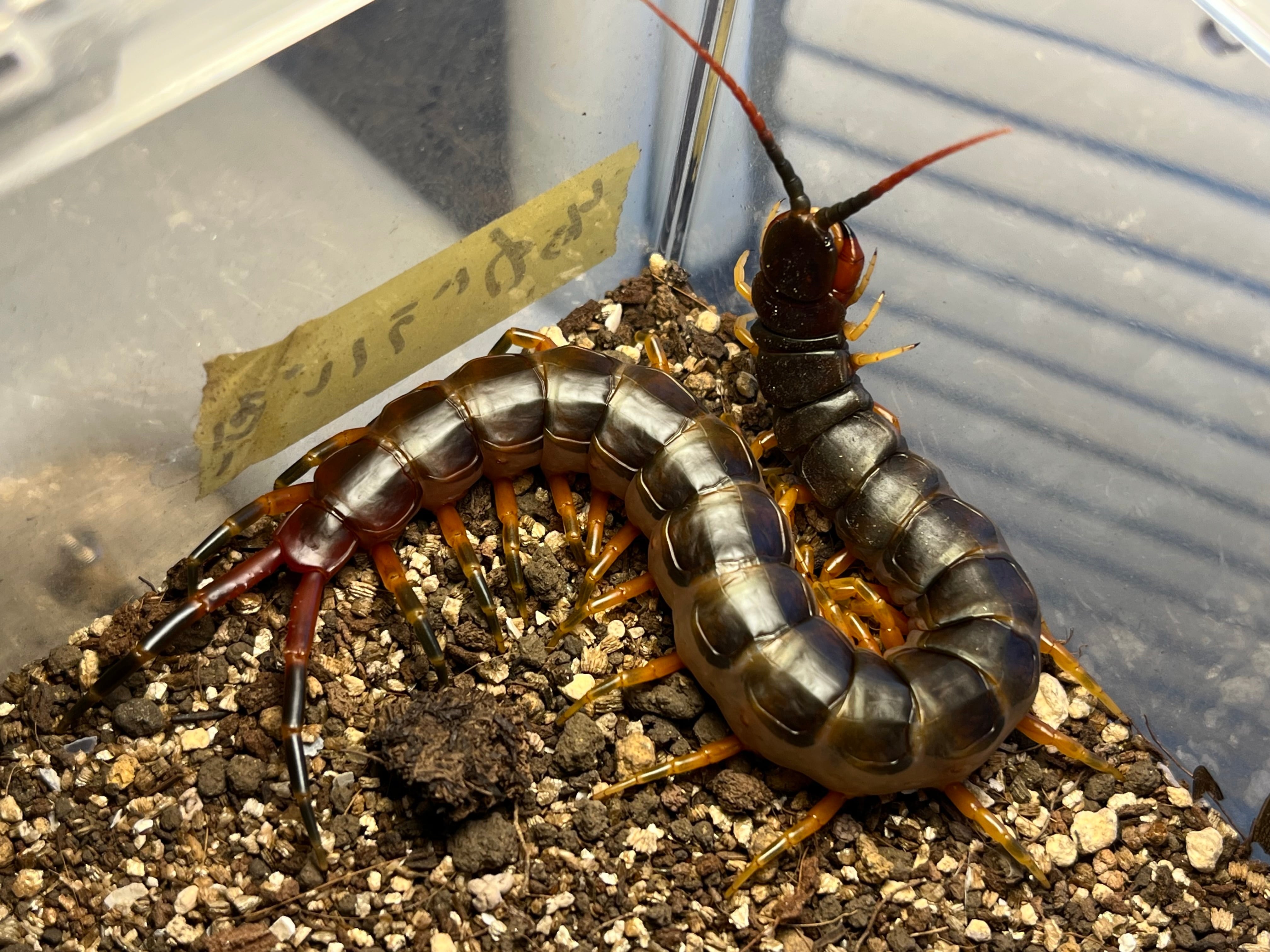 Scolopendra | オモニキチュウ