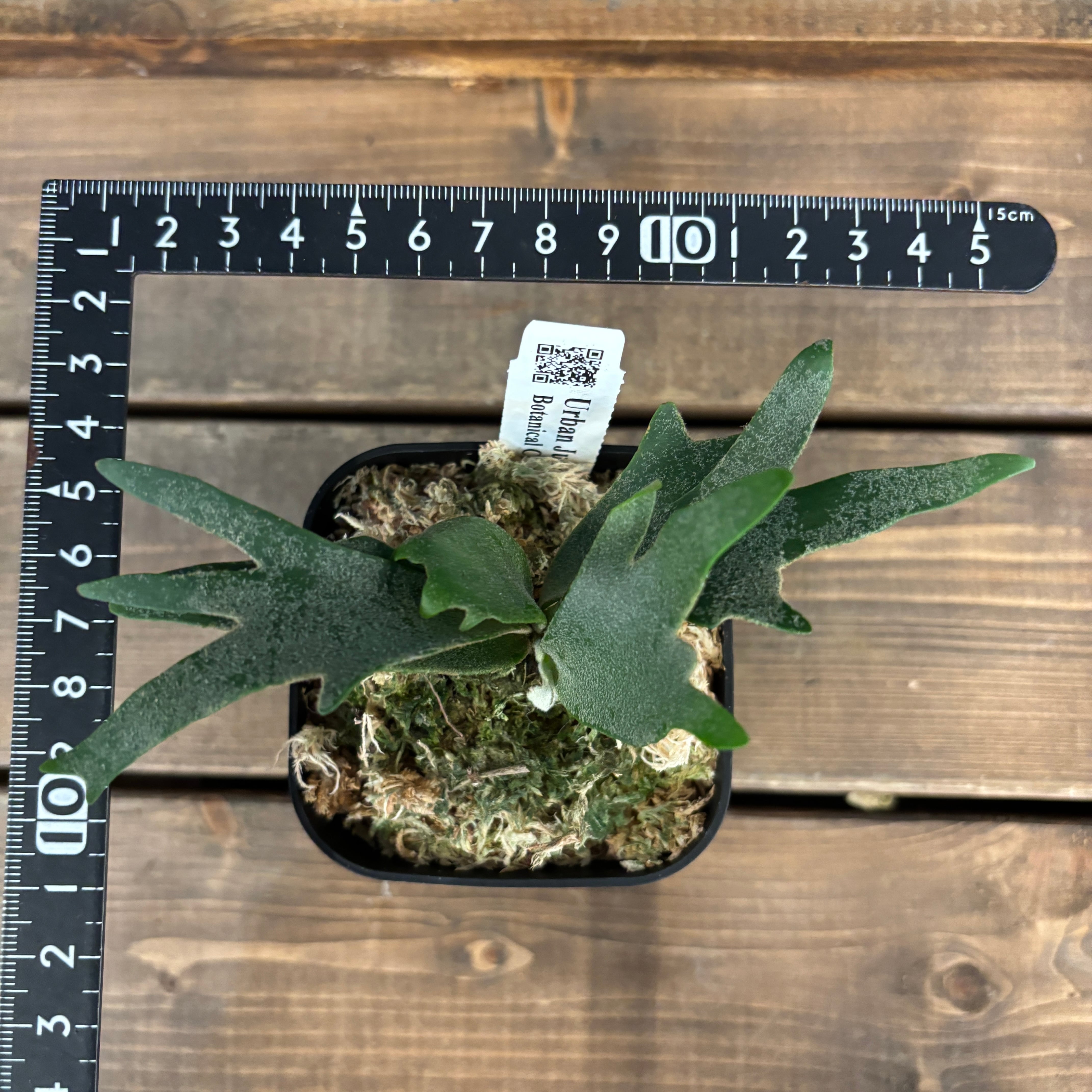 ビカクシダ／P.Pegasus・大型株 成長記録, P.Pegasus, お迎えして約2年