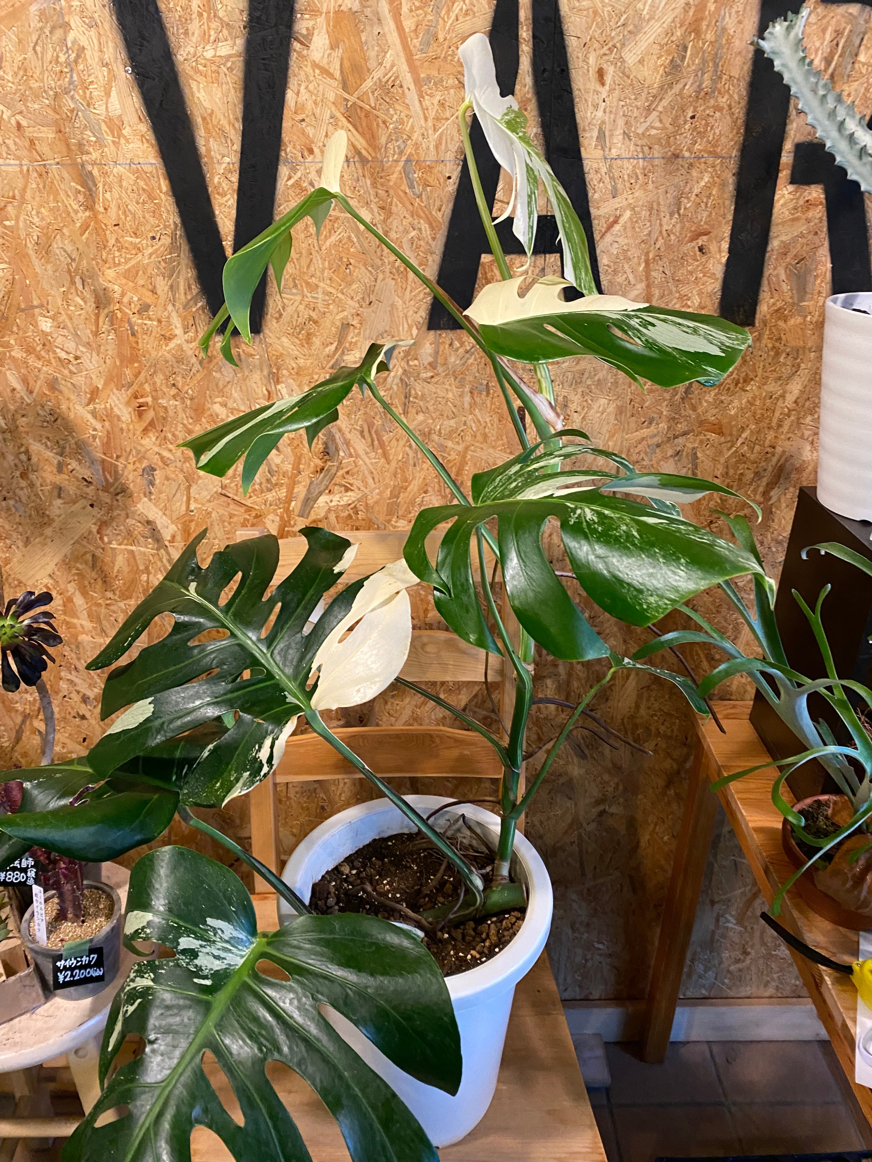 モンステラ 斑入り ホワイトタイガー H90cm W60cm 口径20cm | Garden