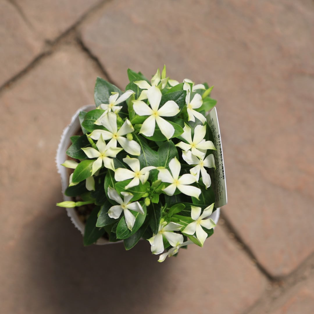 花入5】備前5(十文字口 耳付)松園 高さ24㎝ 北島園芸さん