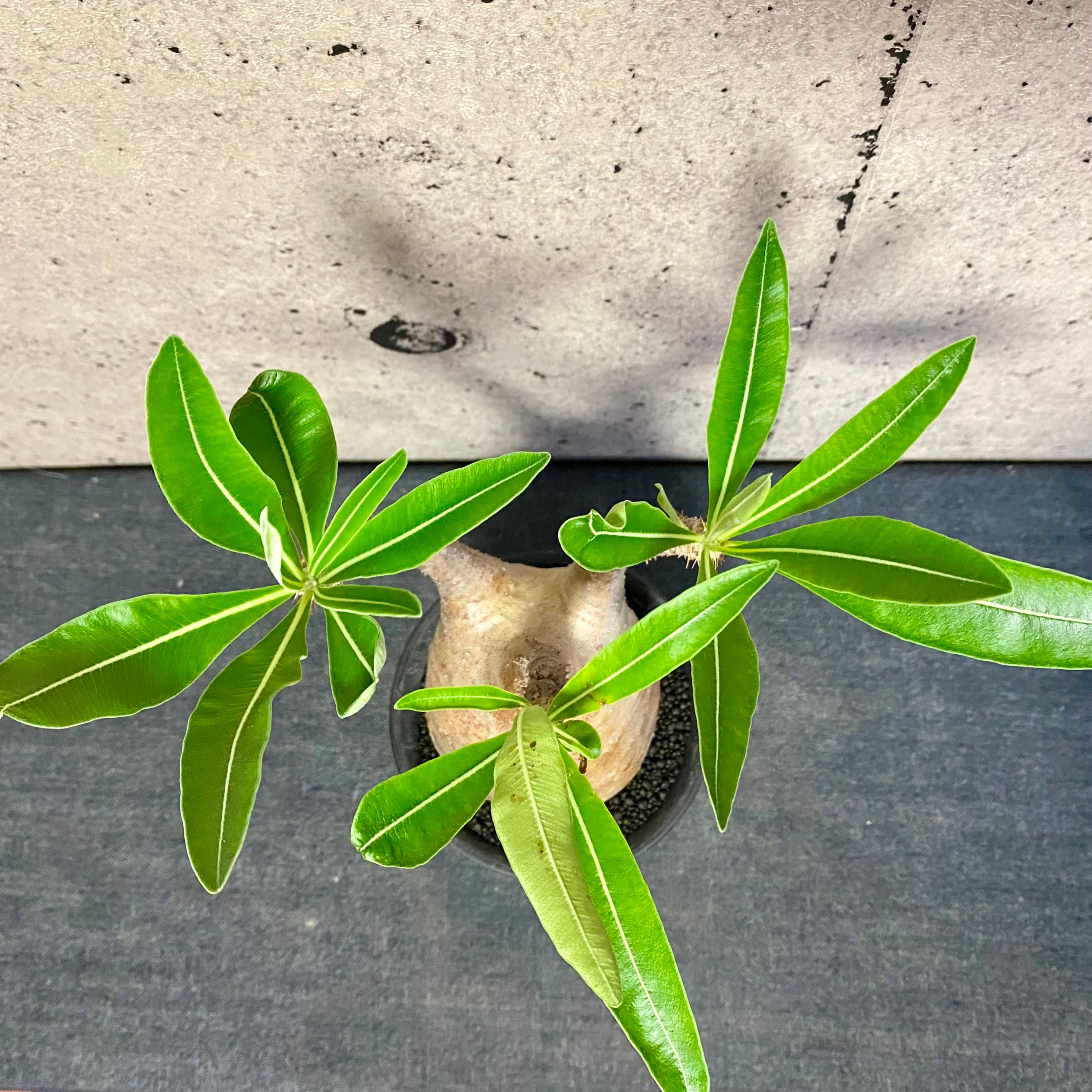 良型！パキポディウム 『グラキリス』 | Planet Plants プラネットプランツ