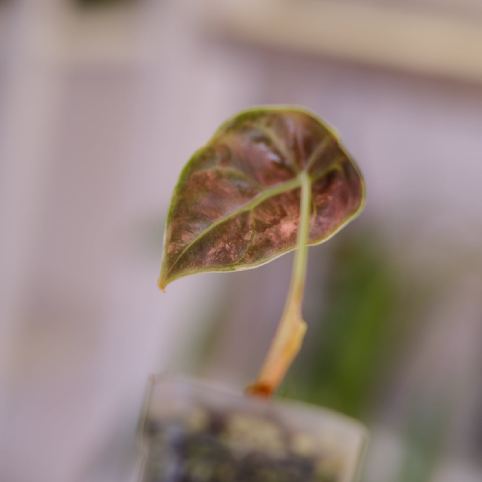 アロカシア アズラニー オーレア│Alocasia azlanii aurea varigated