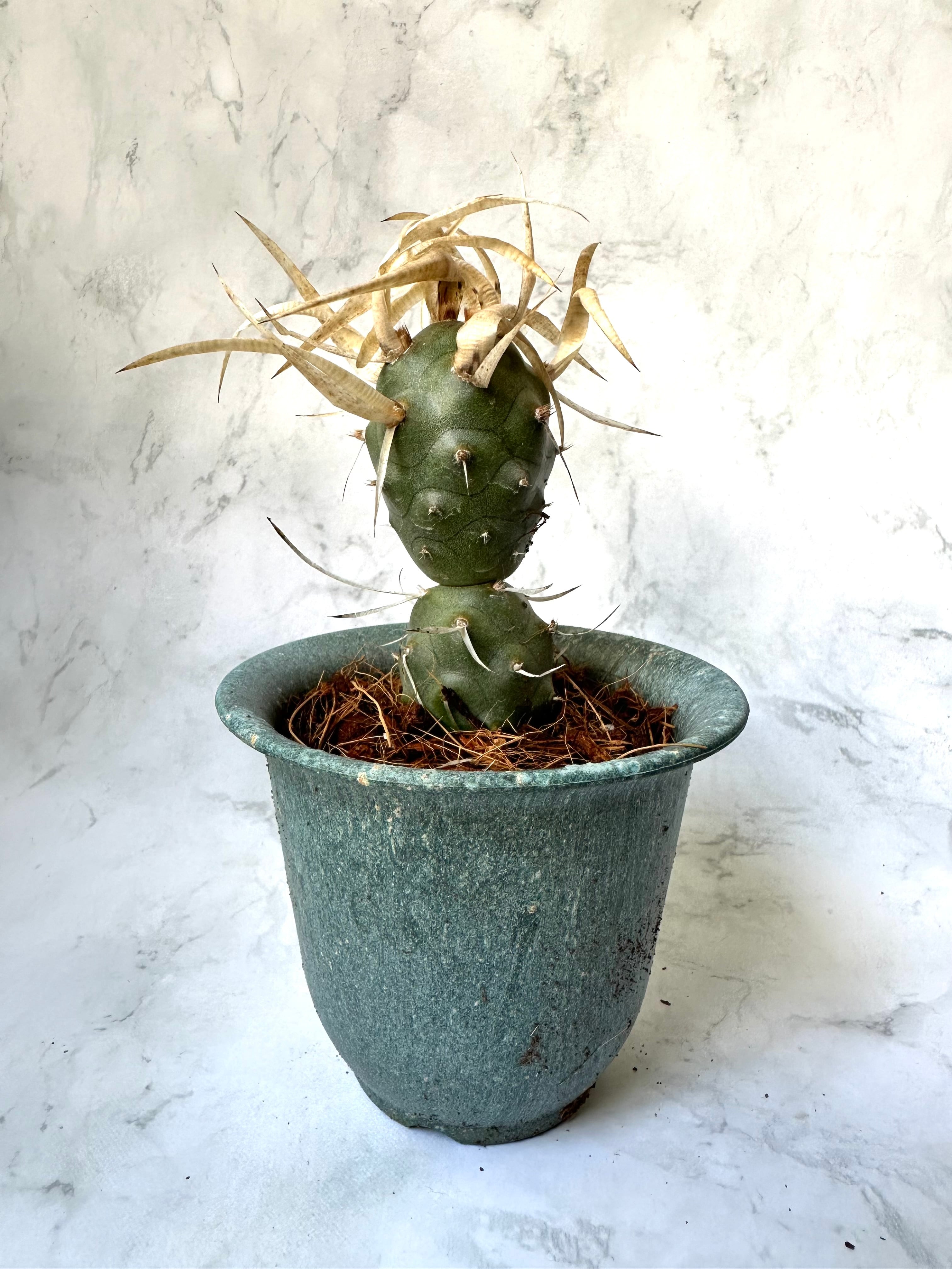 B219多頭小型 緑色 球状サボテンテフロカクタス ゲオメトリクス（13頭