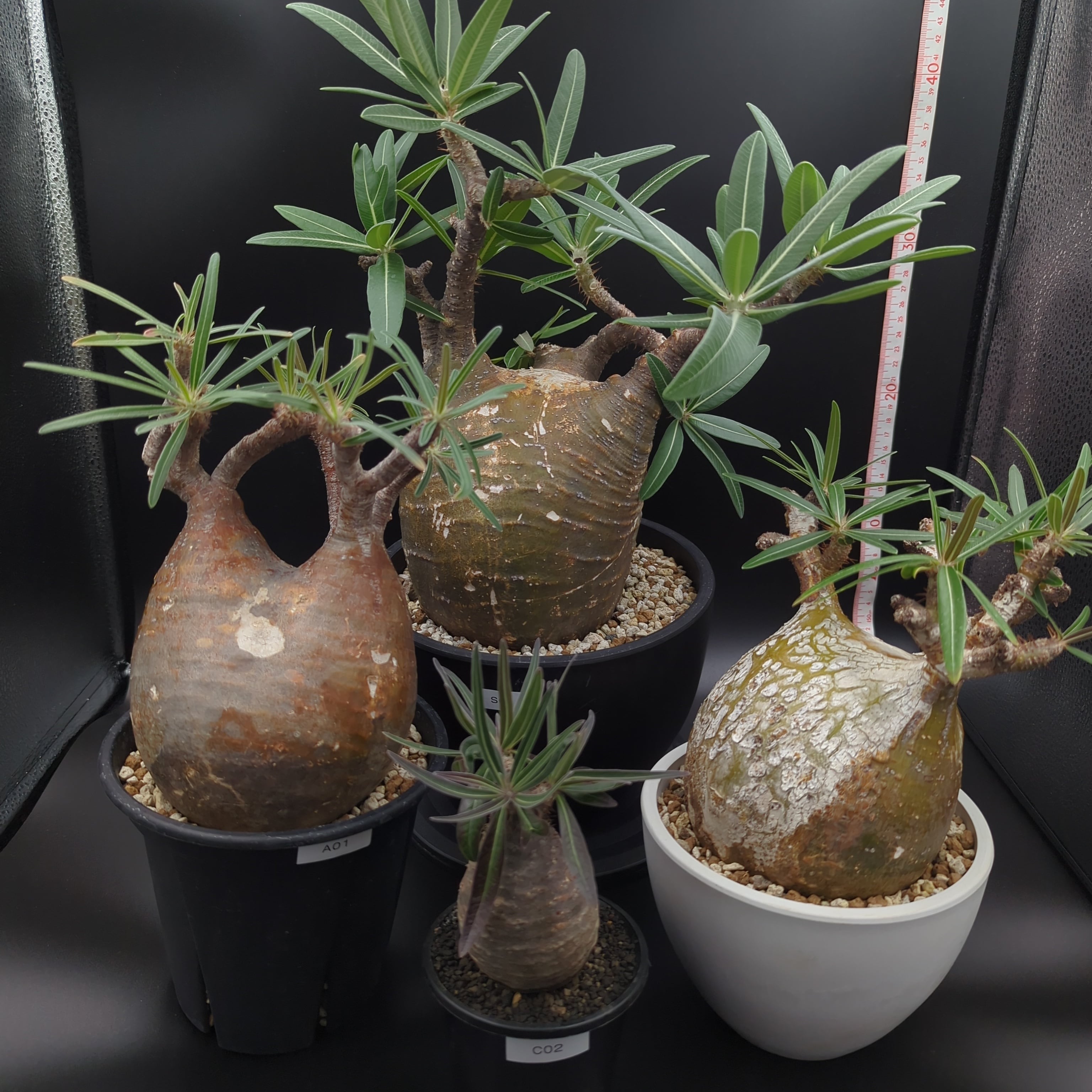 発根済】【現地球】パキポディウム グラキリス | BRIDGE GARDEN