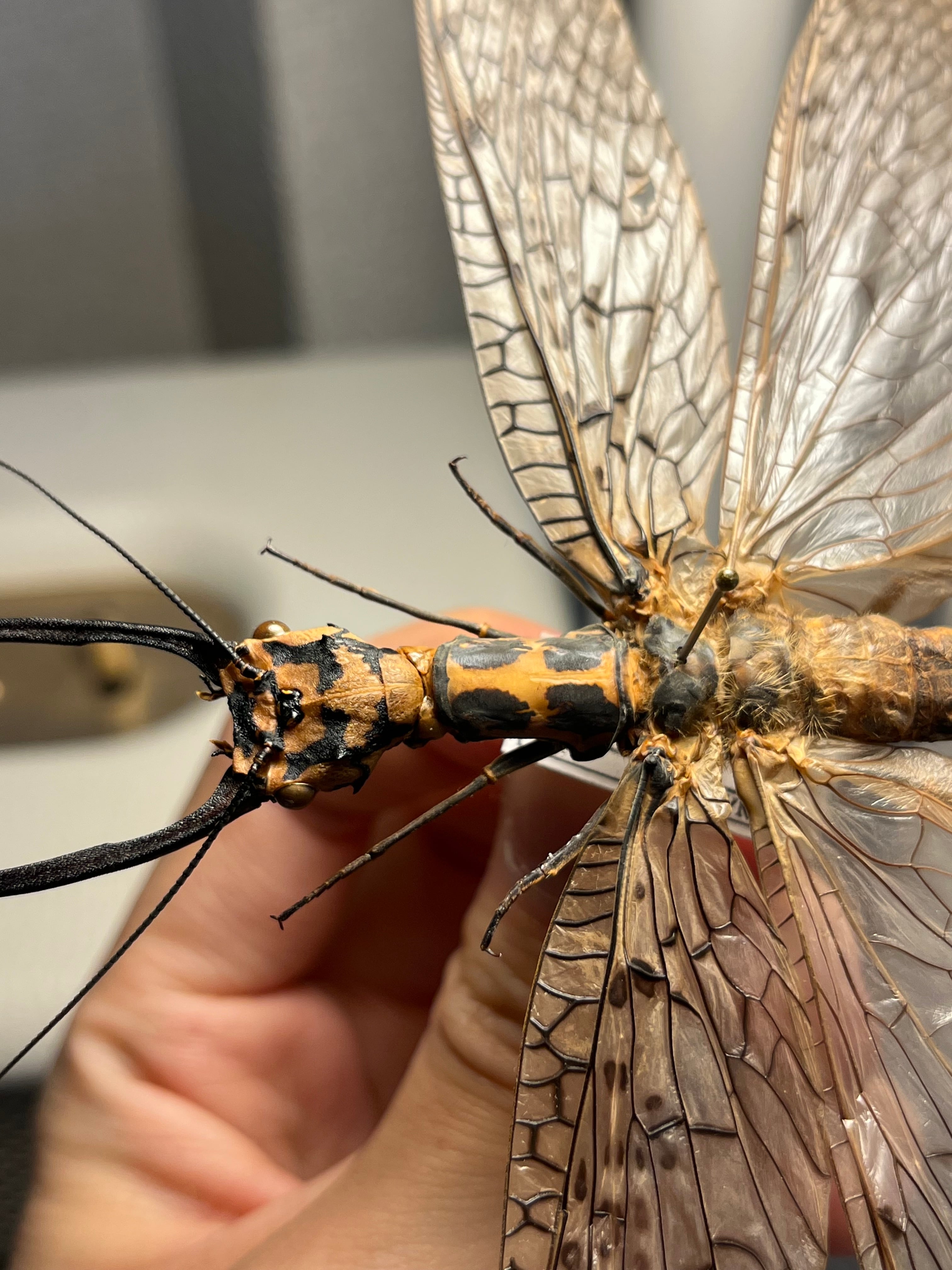 特大】オオキバヘビトンボ オオアゴヘビトンボ 昆虫標本 標本