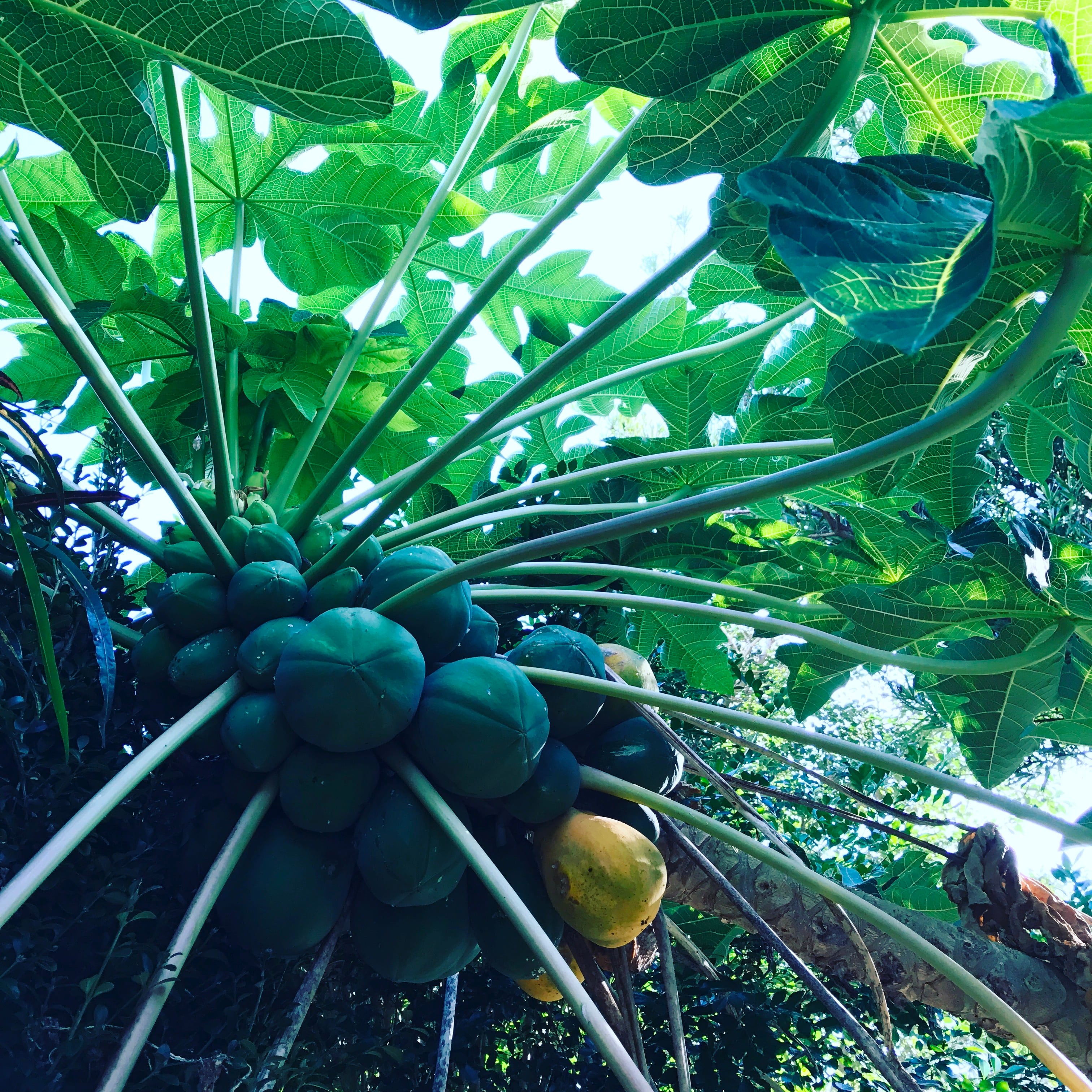 乾燥パパイヤ (30g＊3袋) | 徳之島のお惣菜 みどりや