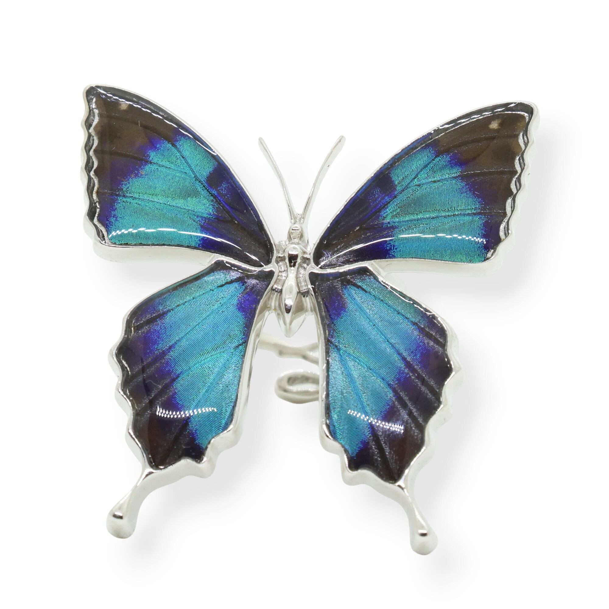 ミイロタテハ♂♂標本セット☆南米ブラジル産☆ 大型 62/61mm 美麗標本 蝶