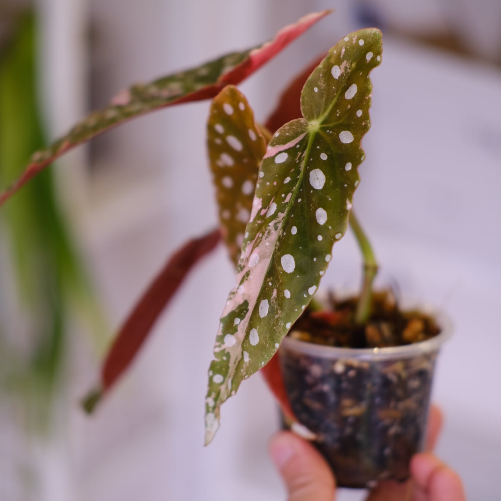 Begonia maculata variegata 'Pink'｜ベゴニア マクラータ ピンク