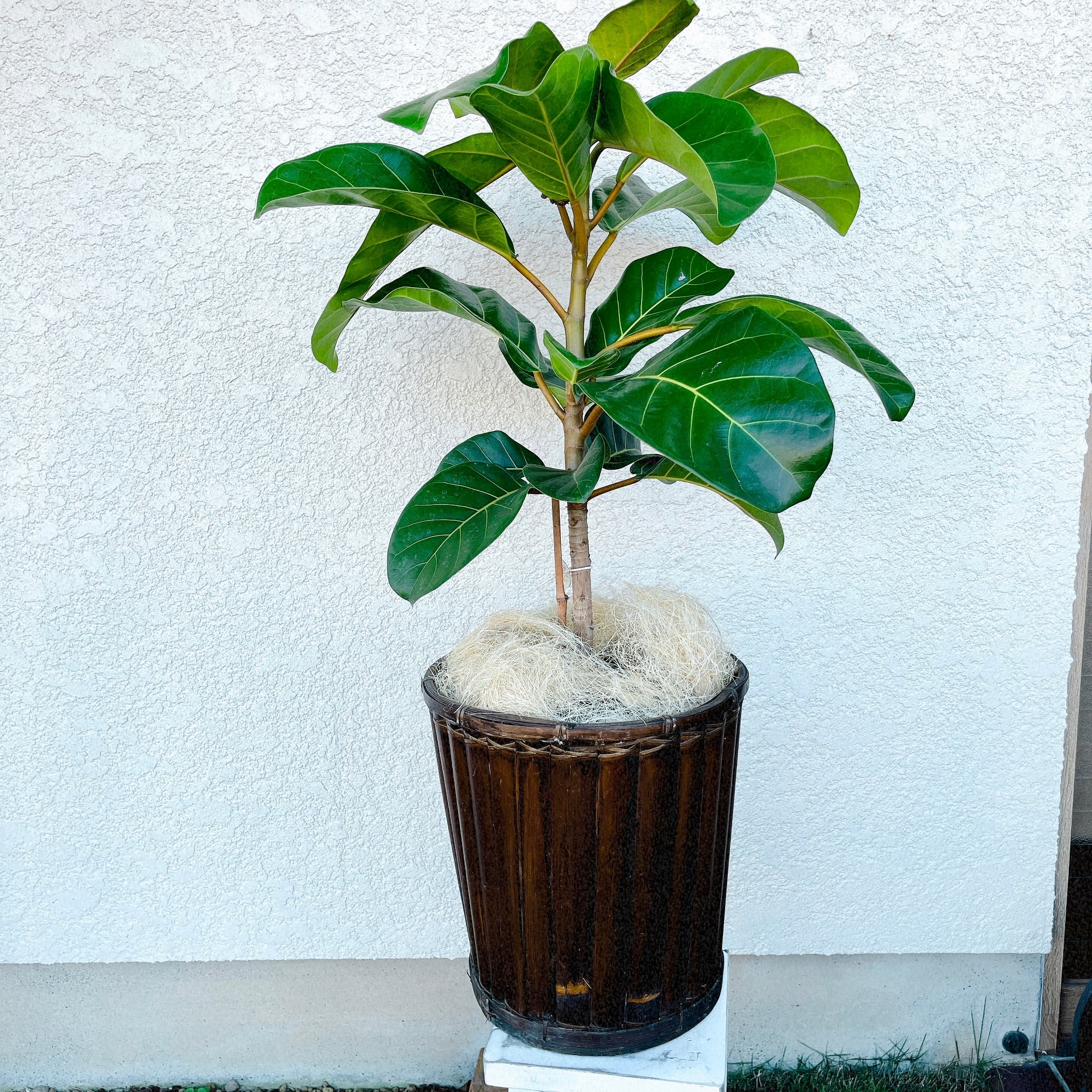 フィカス アフリカンプリンス 90㎝ 最高級 No.7 超希少 レア | 香り屋