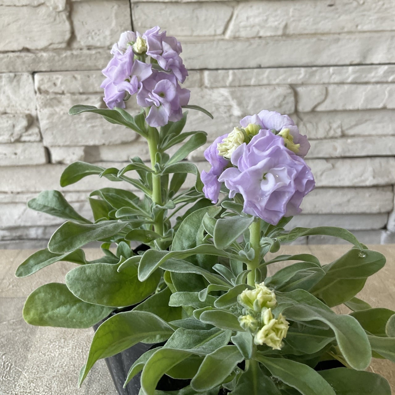 八重咲きストック 薄紫 3寸ポット | 橋本種苗園