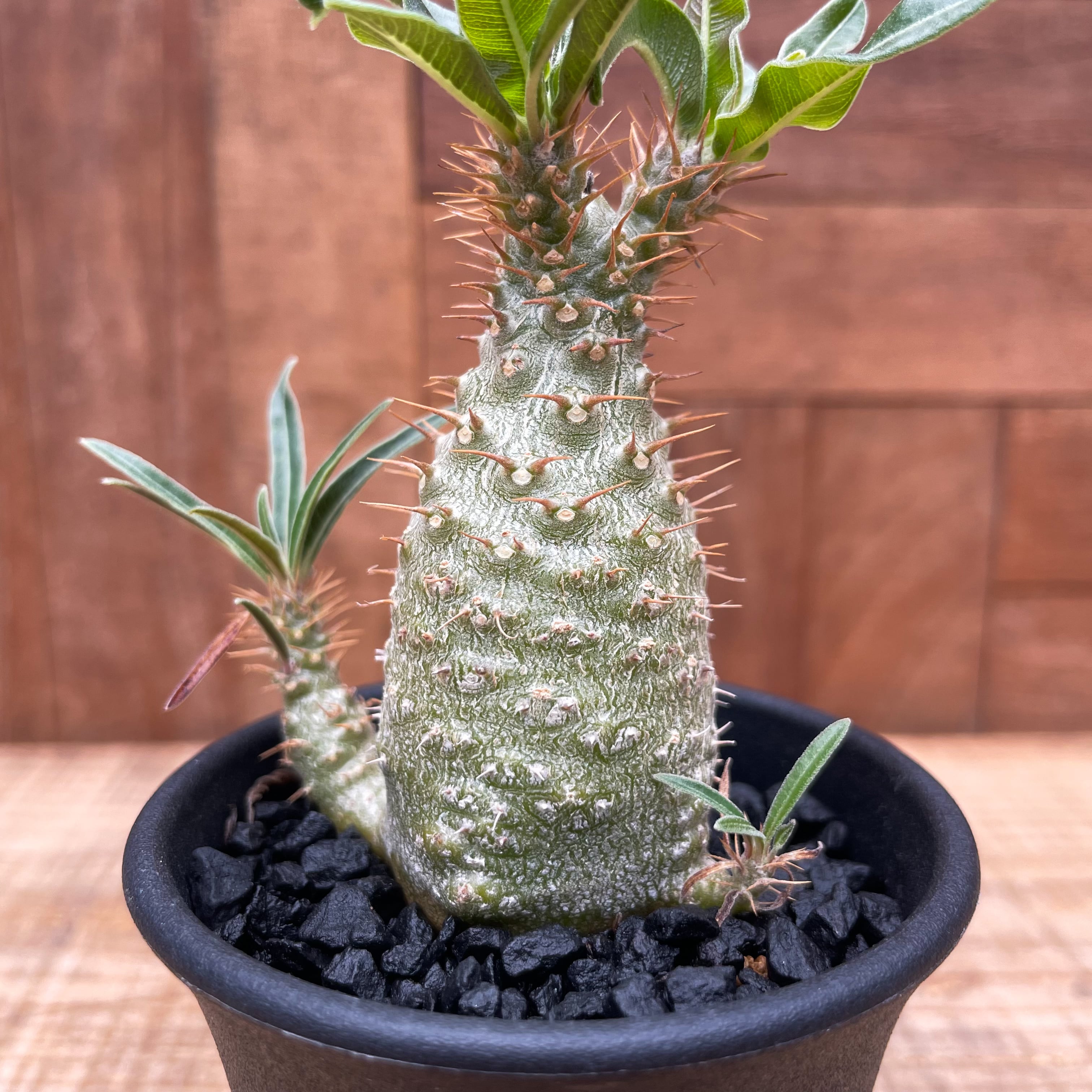 グラキリス実生 中株サイズ グラキリス 実生 5株セット ②G | HANDS PLANTS