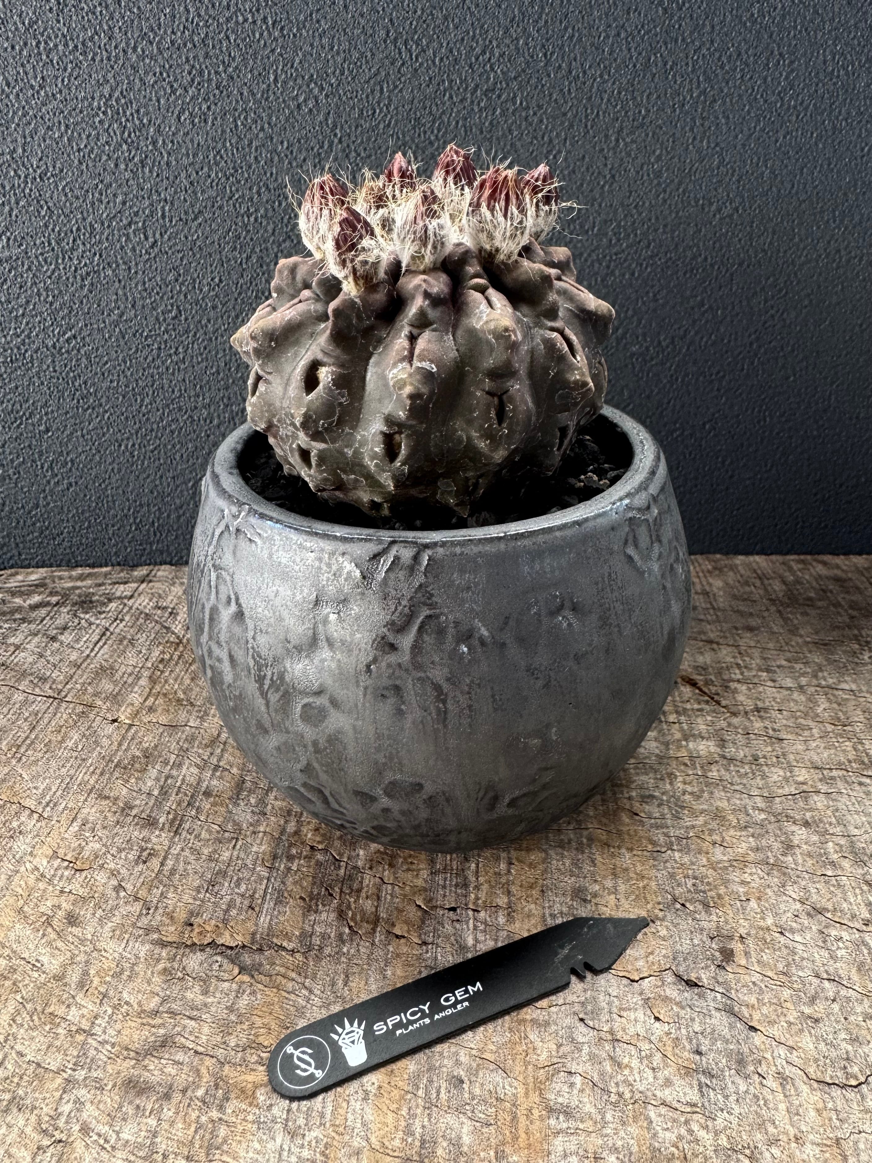 spicygem spicy gem studs pot 植木鉢 特注 大鉢 spicygem spicy gem