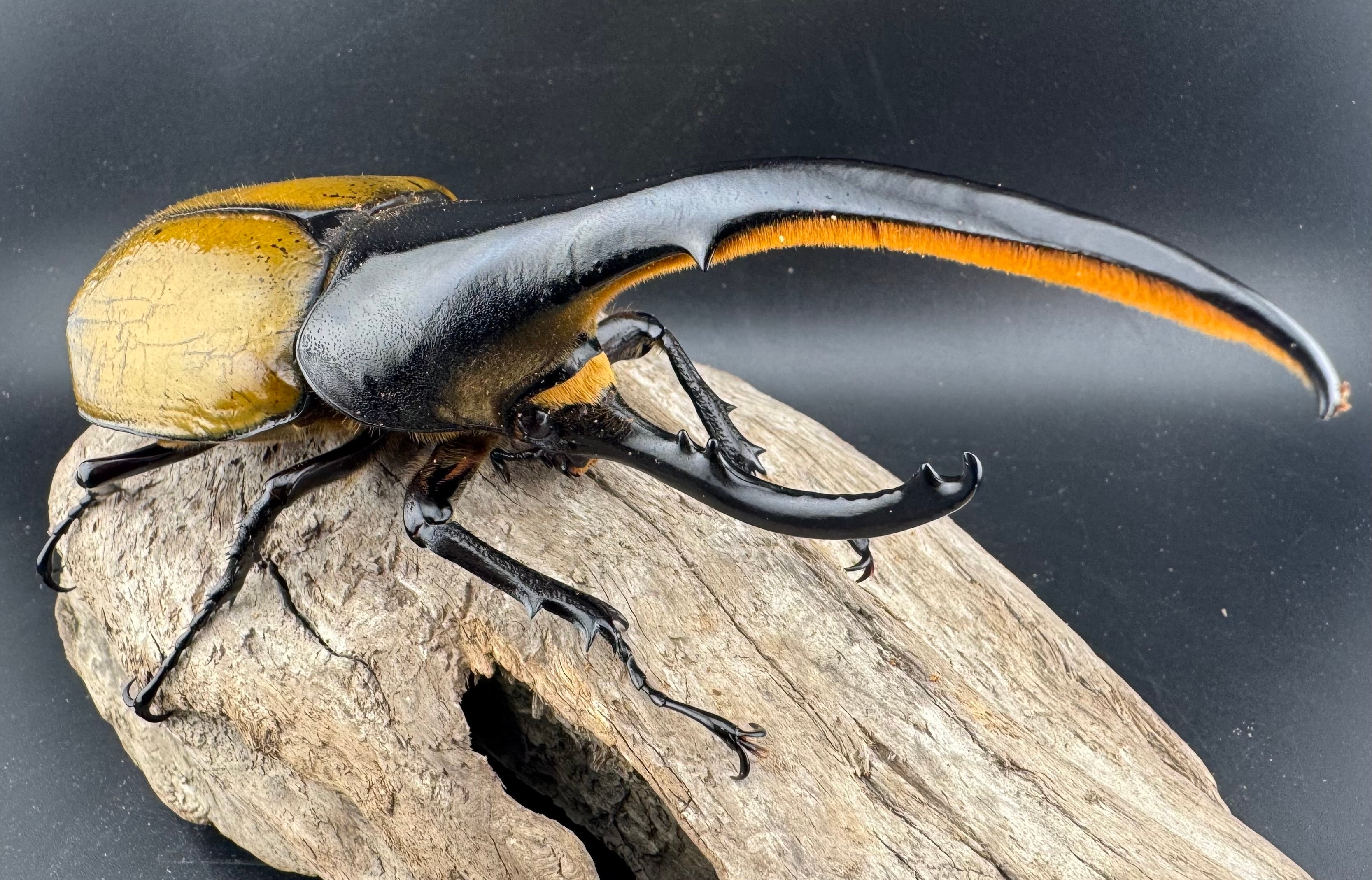 24c55a7c5cf1a57f1745f4bc25700b