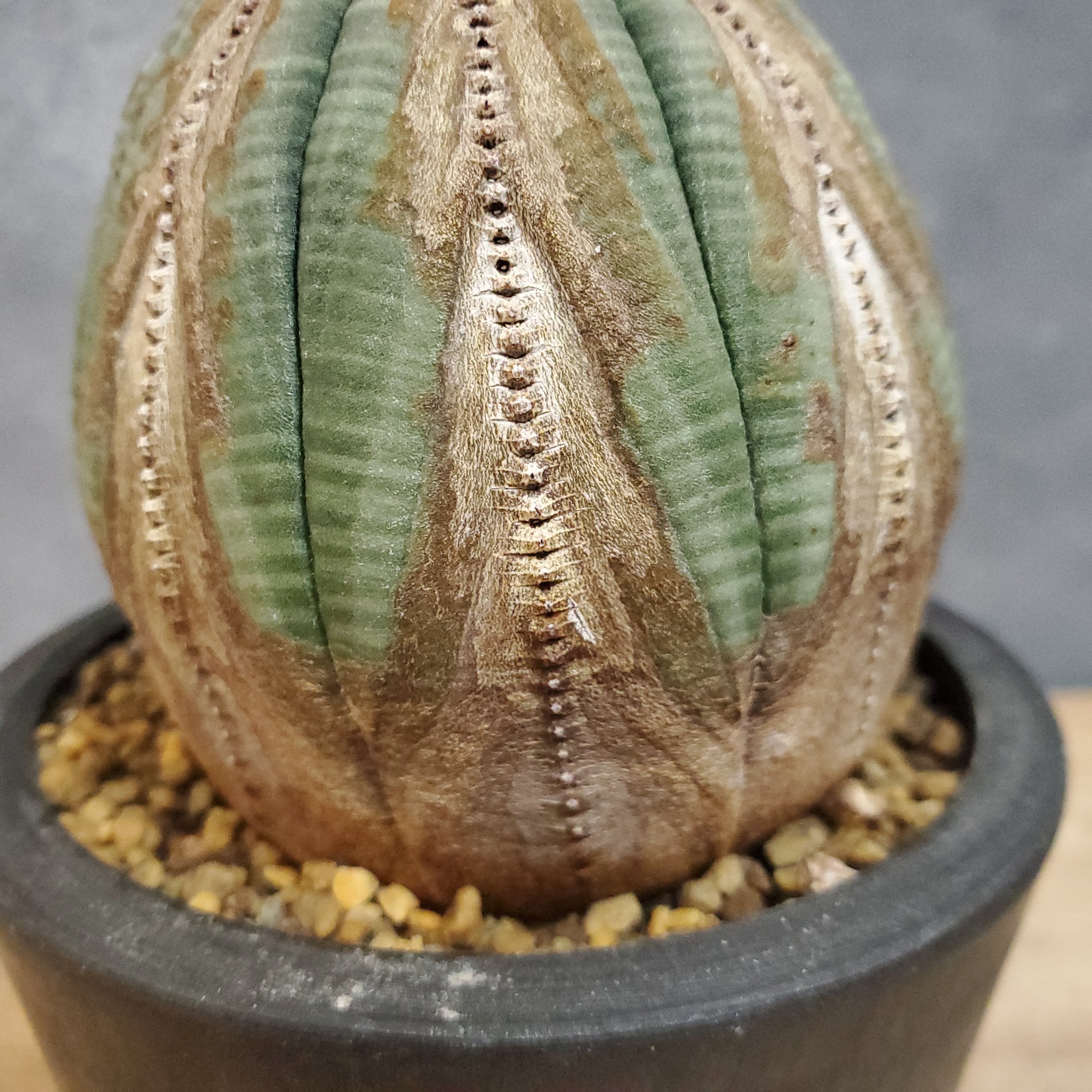 美株】Euphorbia Obesa ユーフォルビア オベサ 木質化