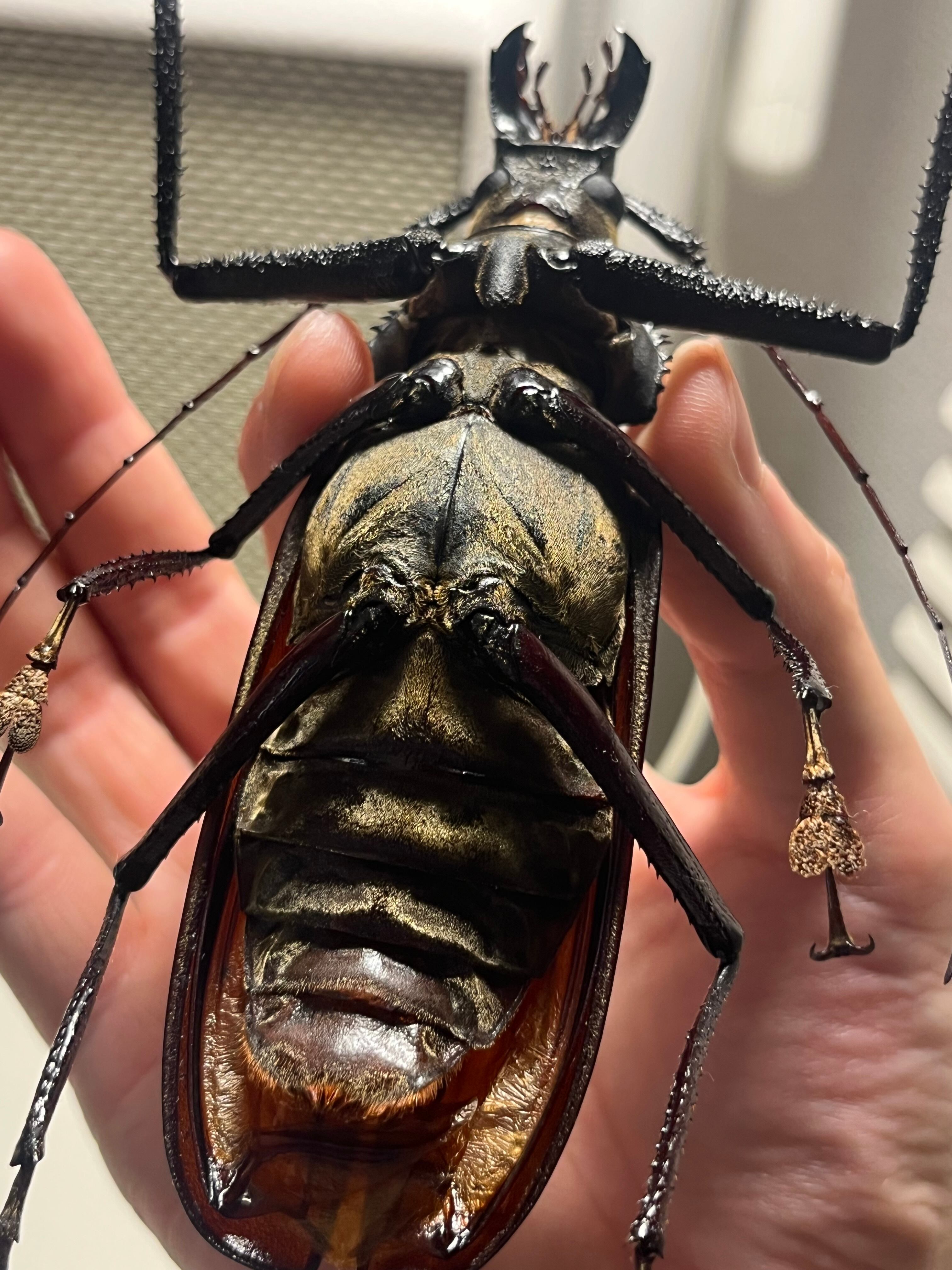 127mm】スジバネトゲフチオオウスバカミキリ ブルウスバカミキリ