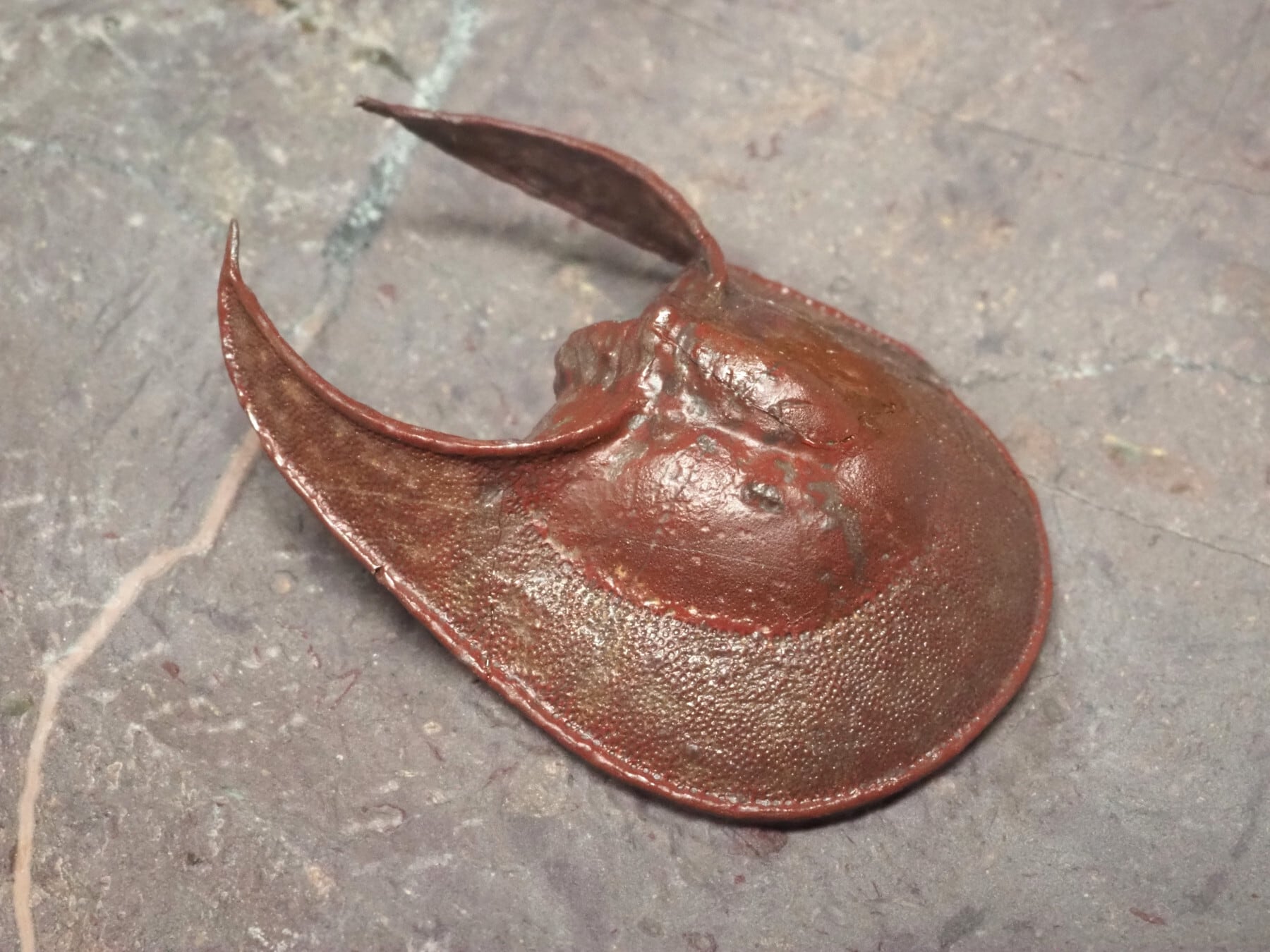 超レア希少種！三葉虫【Parvilichas marochii】【237 g】モロッコ王