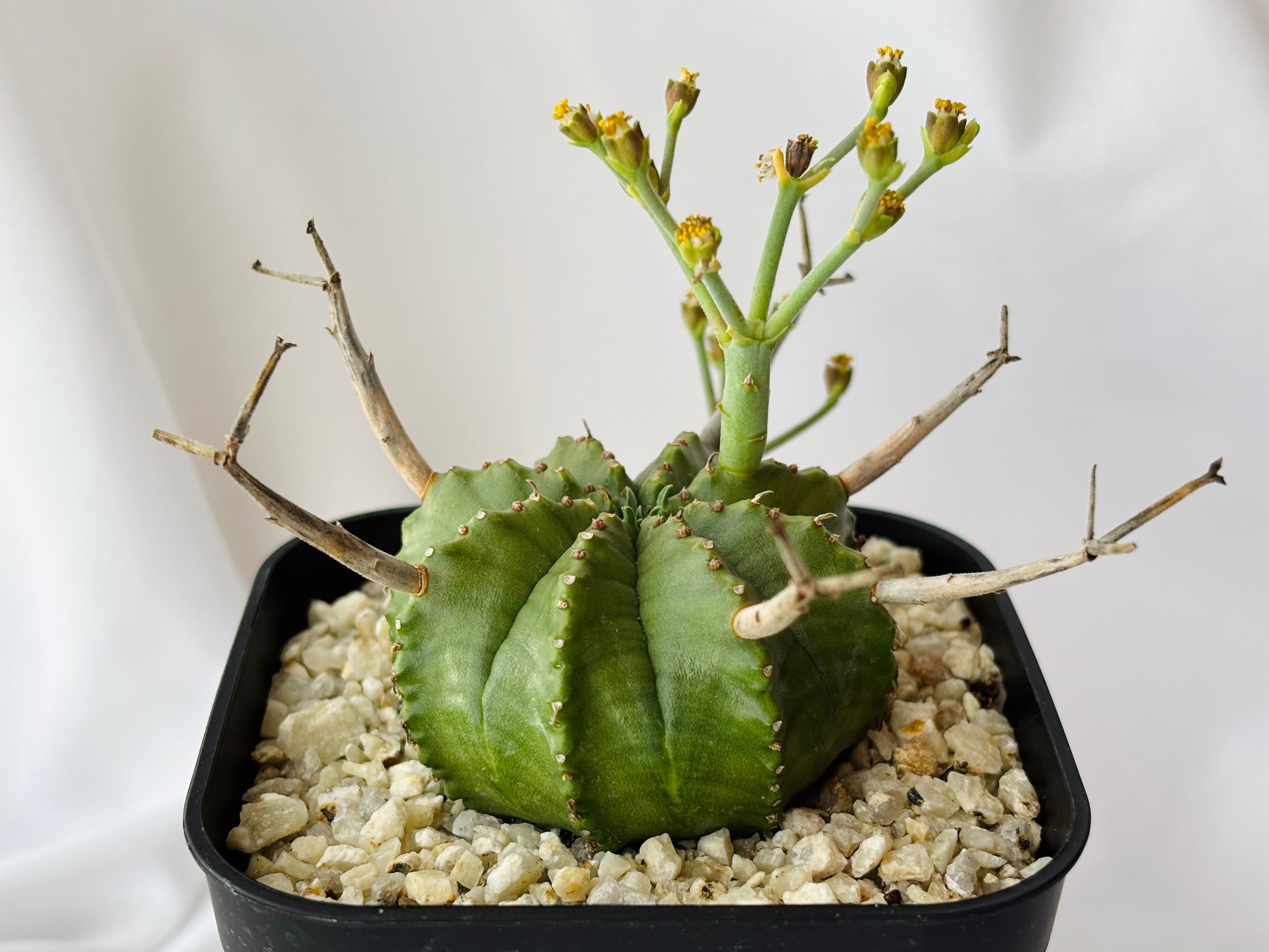 Euphorbia Horrida ユーフォルビア・ホリダ ゲンコツホリダ 多肉植物