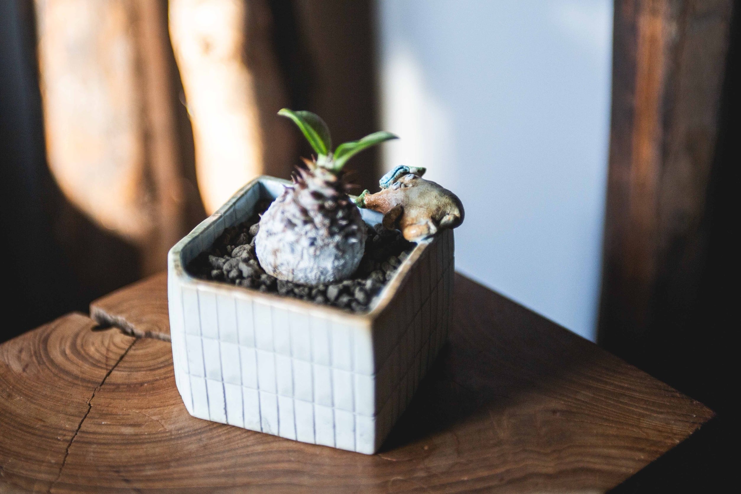 嵩下 花奈子(dailypot) | 青坊主-aobouzu-