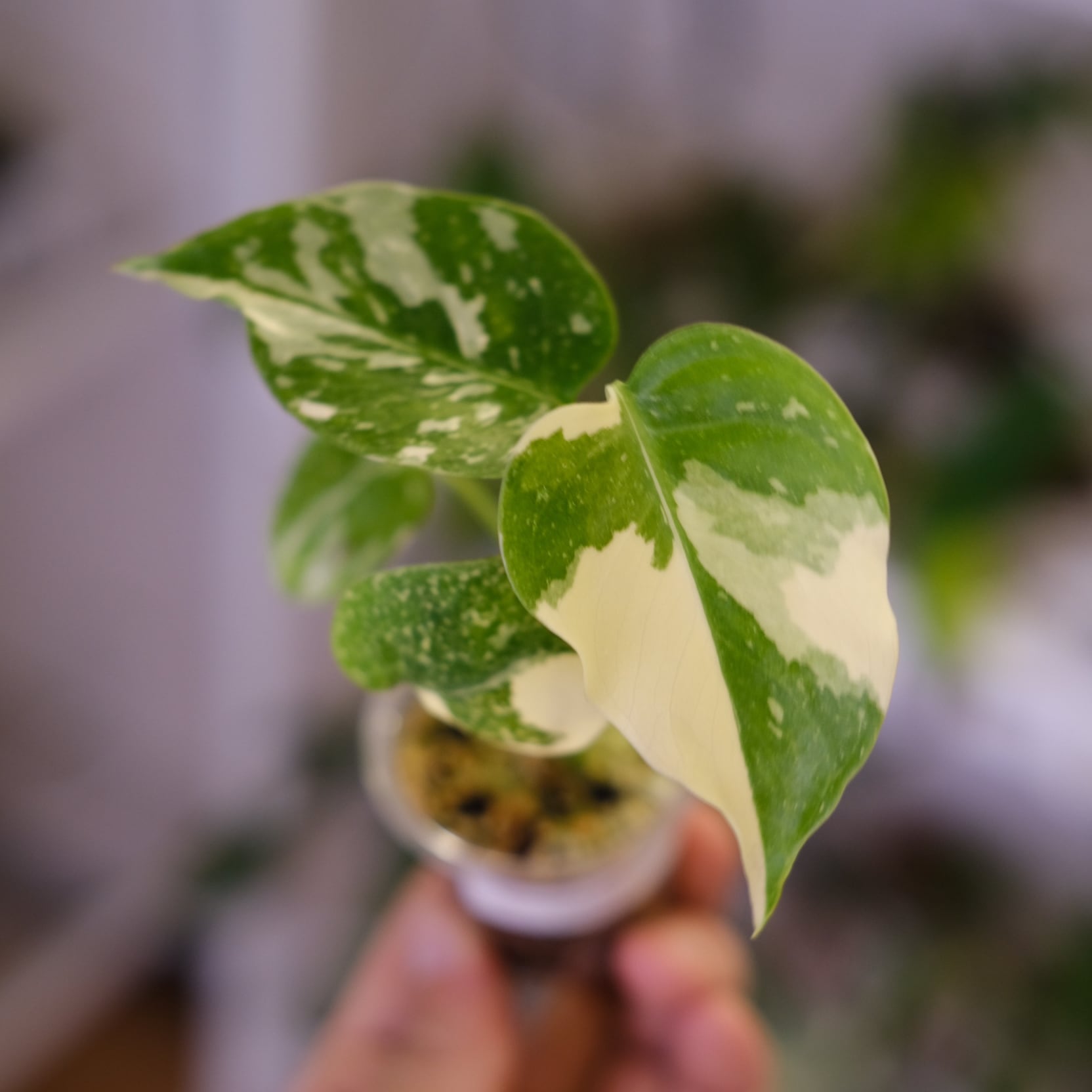 超希少】Monstera Legacy Variegata レガシー 【公式通販】