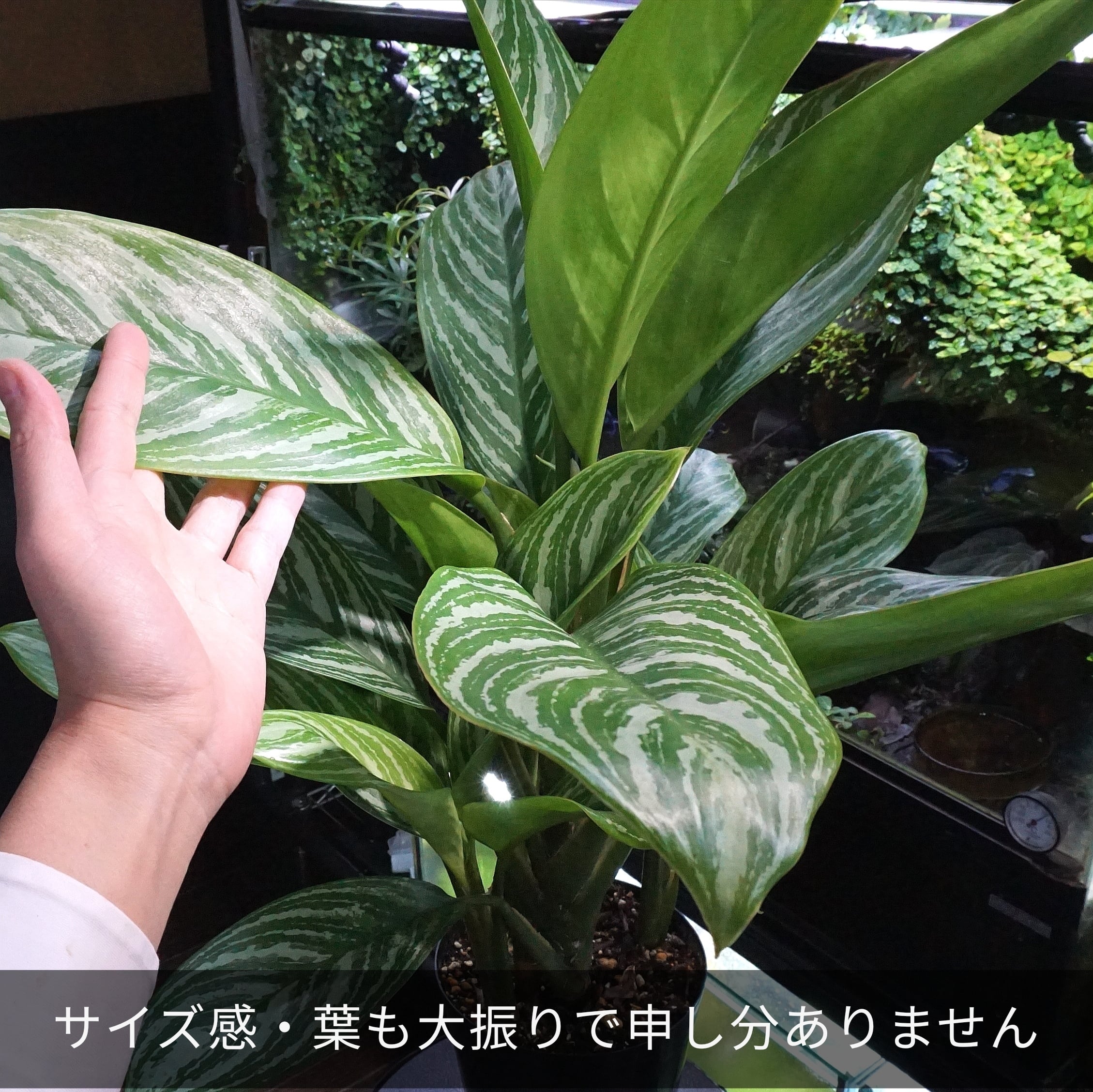 特選親株・子株3本】アグラオネマ・カーティシー Aglaonema nitidum