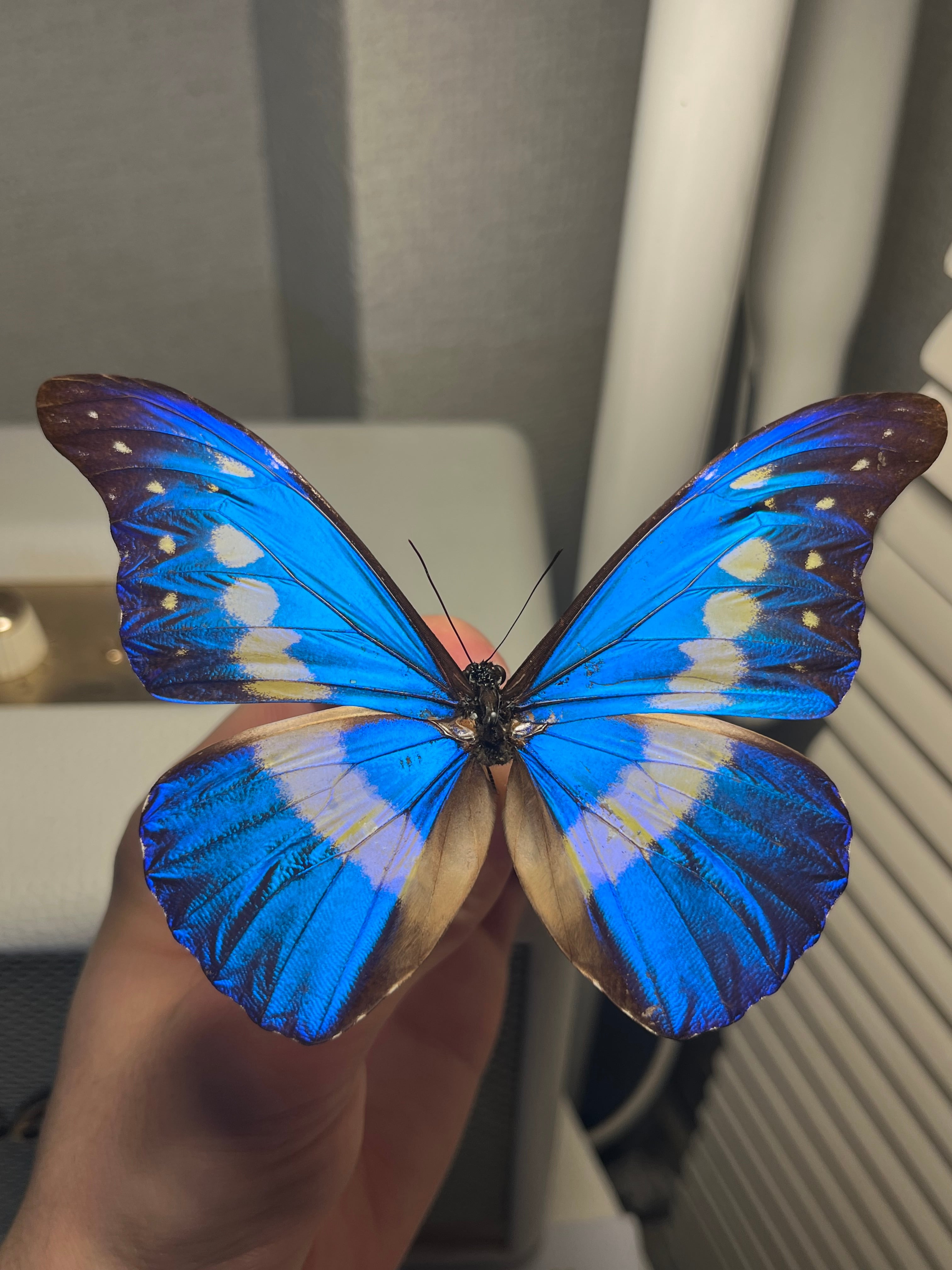 ヘレナモルフォ レテノールモルフォ蝶 蛾ピカソモスモルフォチョウ