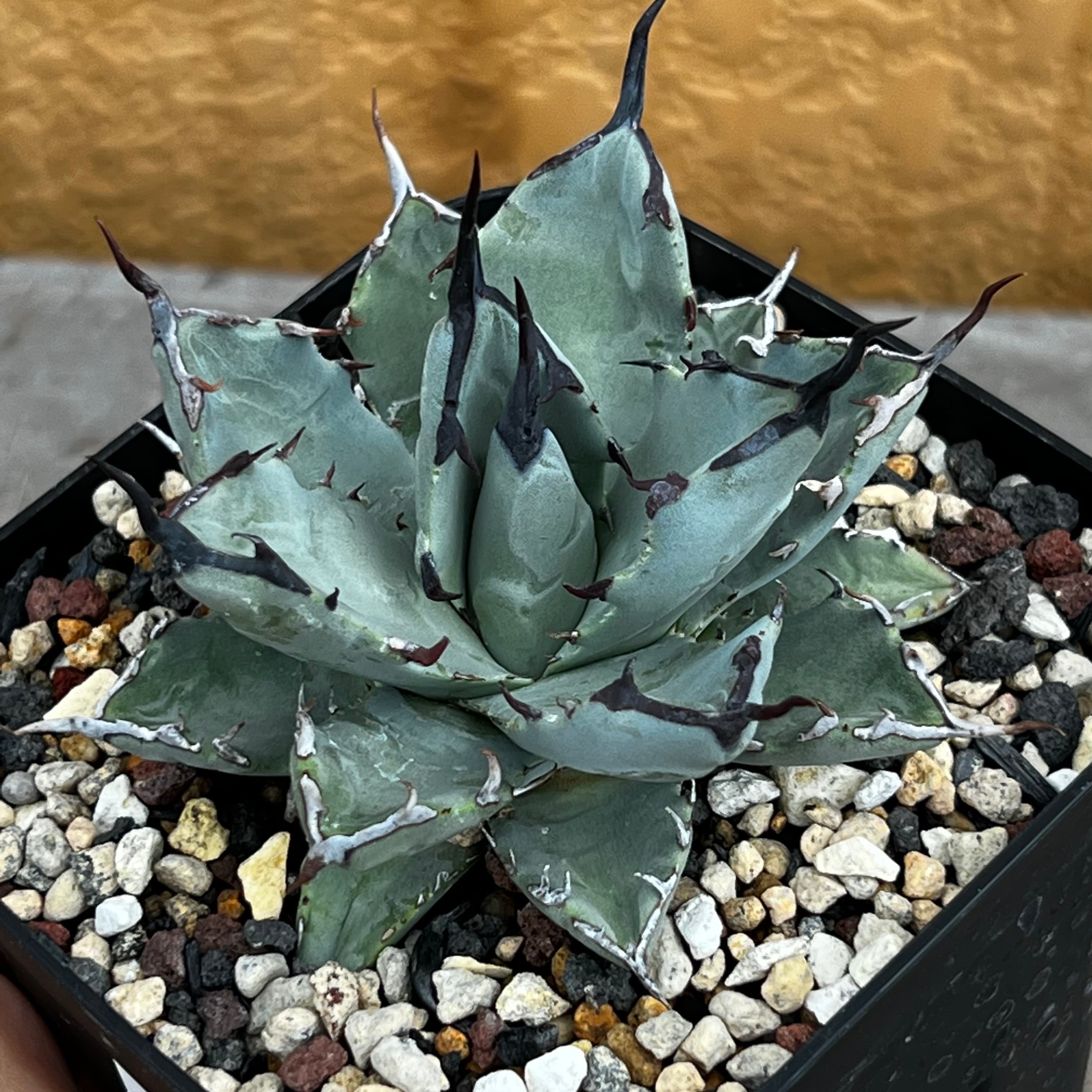 12. アガベ ユタエンシス ネバデンシス×チタノタBB 陽炎 | Pay ID