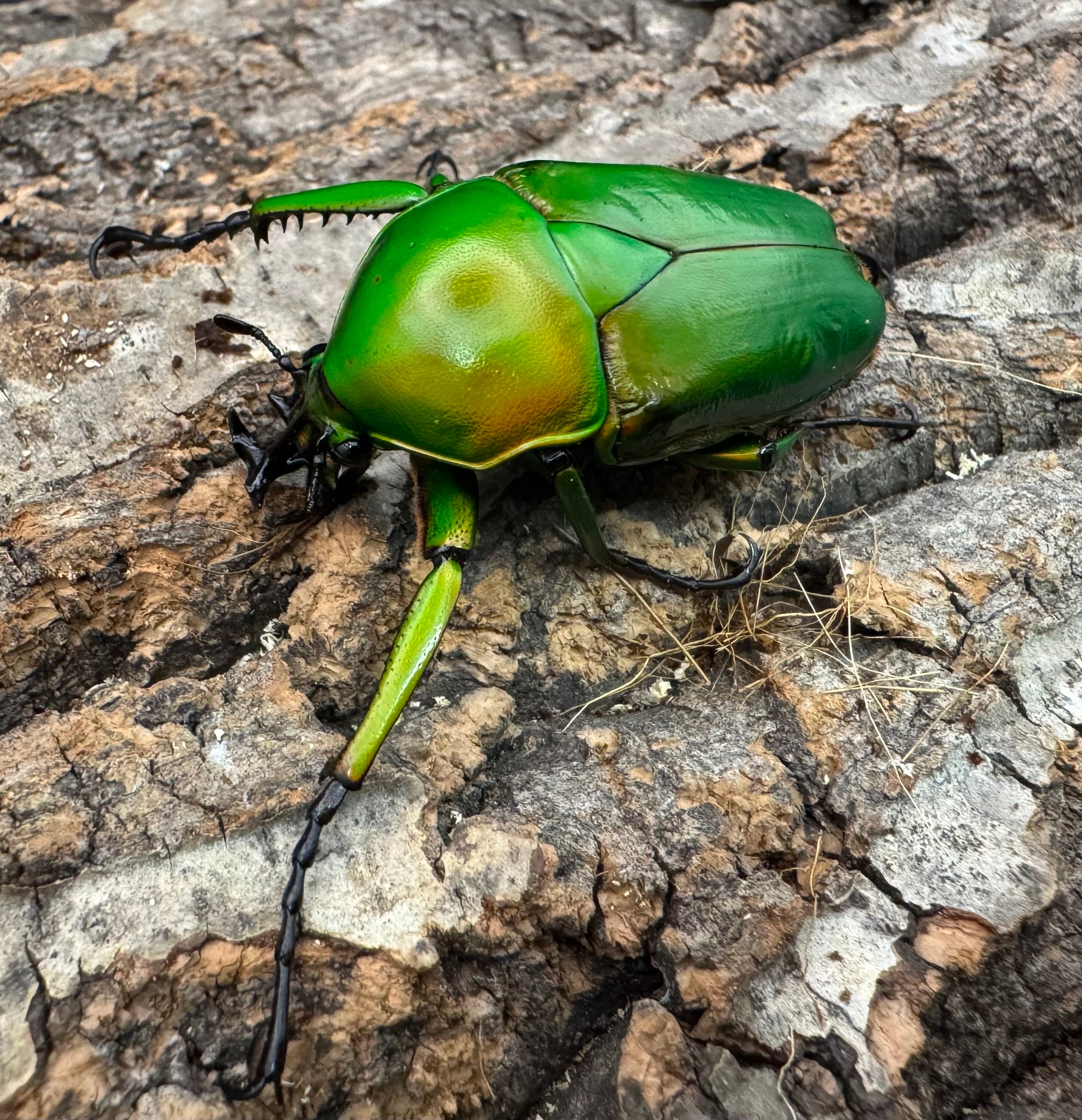 ミカンスオオツノカナブン 45mm ペア》 | KPW公式オンラインショップ
