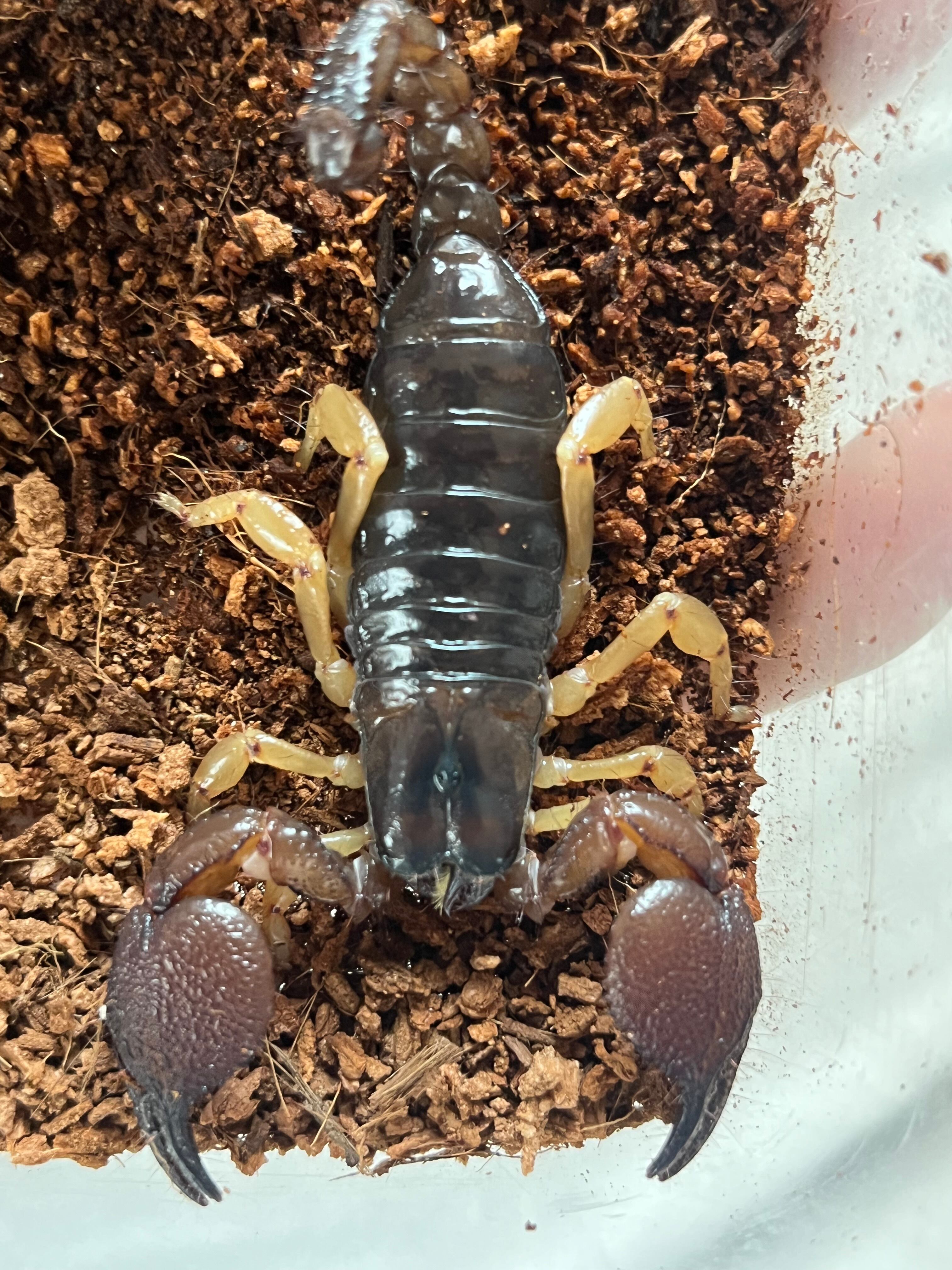 蠍固有種】インディアンブラックスコーピオンDeccanometrus latimanus