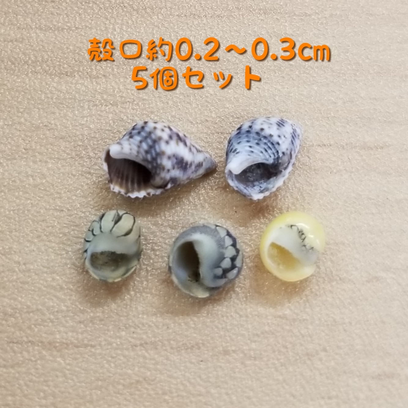 希少サイズ 完品 オウム貝の殻 大小2個セット フタゴヤシ 希少サイズ