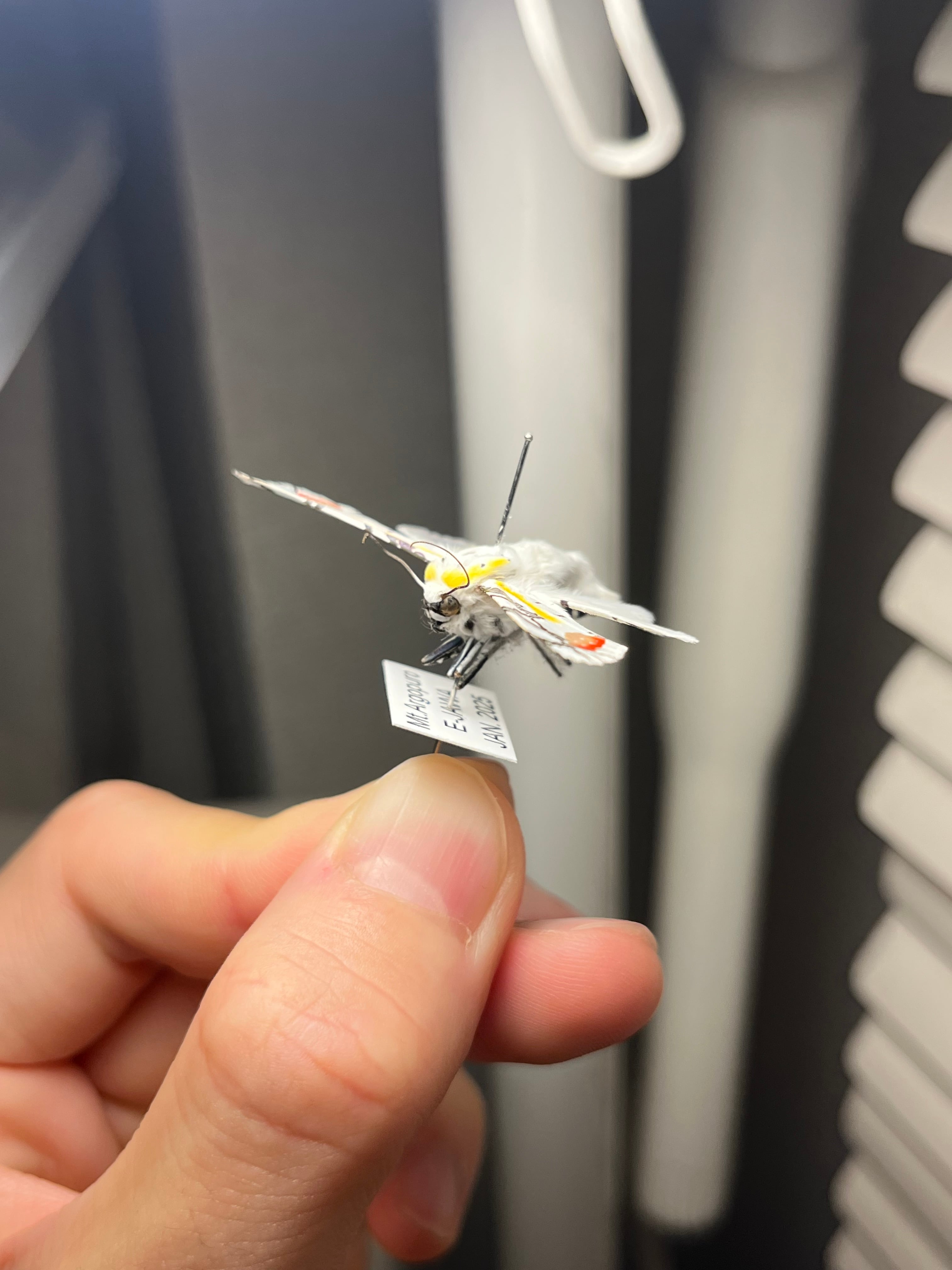 特殊個体】ピカソモスタナバタユタカヤガ蛾ルナモスミズアオモルフォ