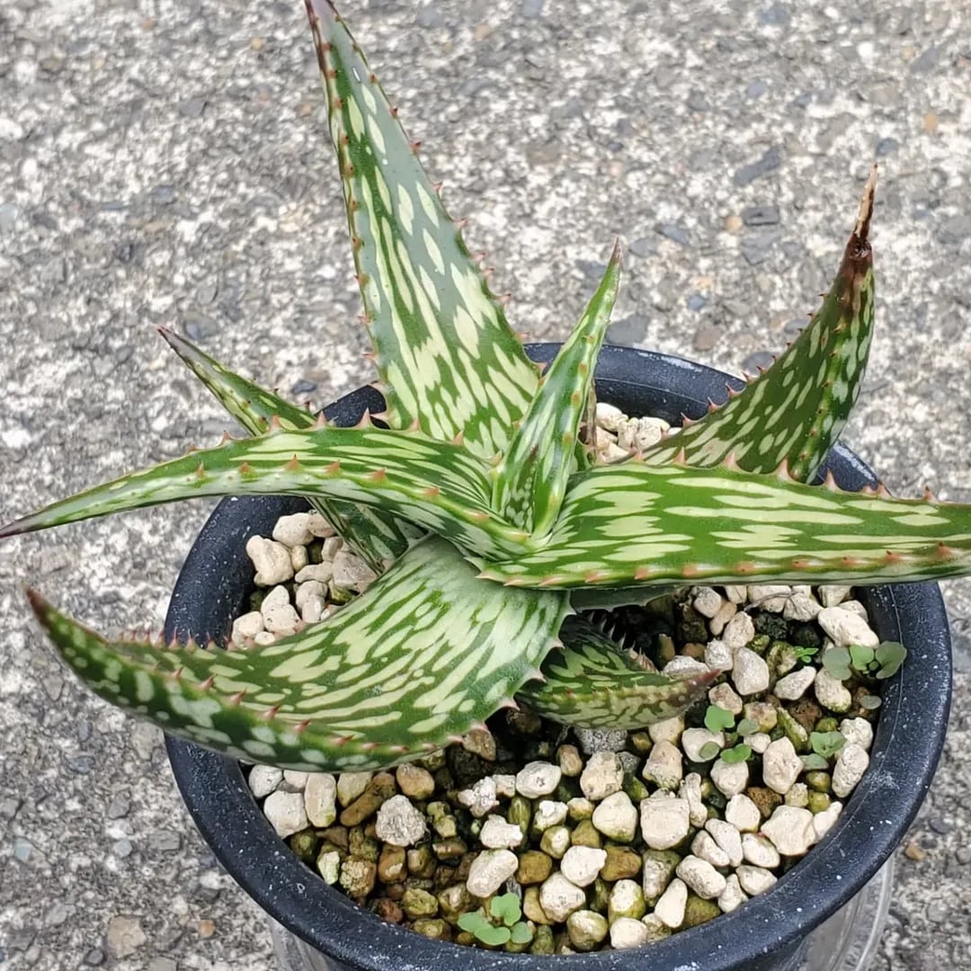 F00015_Aloe peckii x hemmingii（ROURUSANCO）：アロエ・ハイブリッド