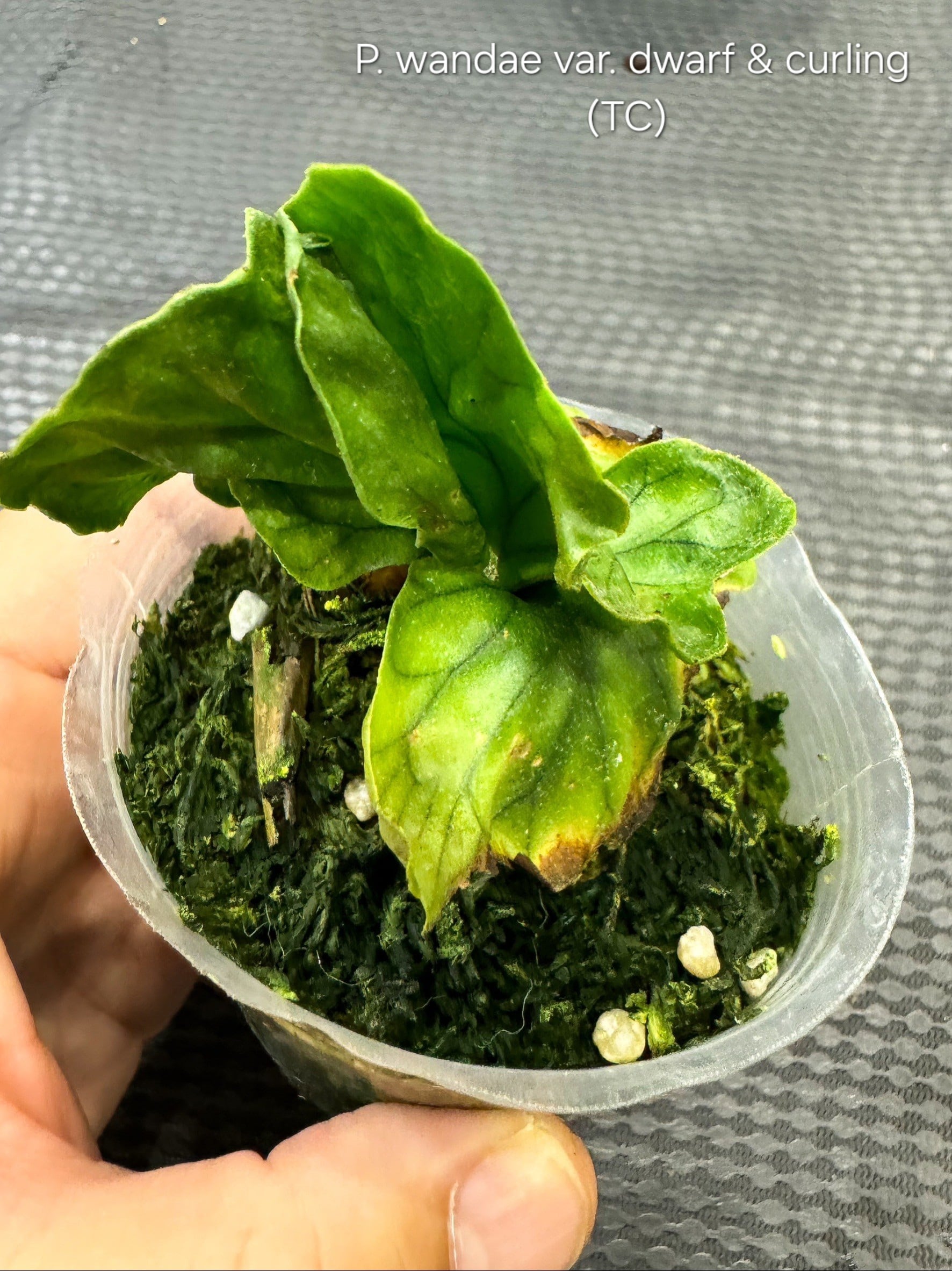 P. wandae var. dwarf & curling (TC) 【artPLANTs】ビカクシダ