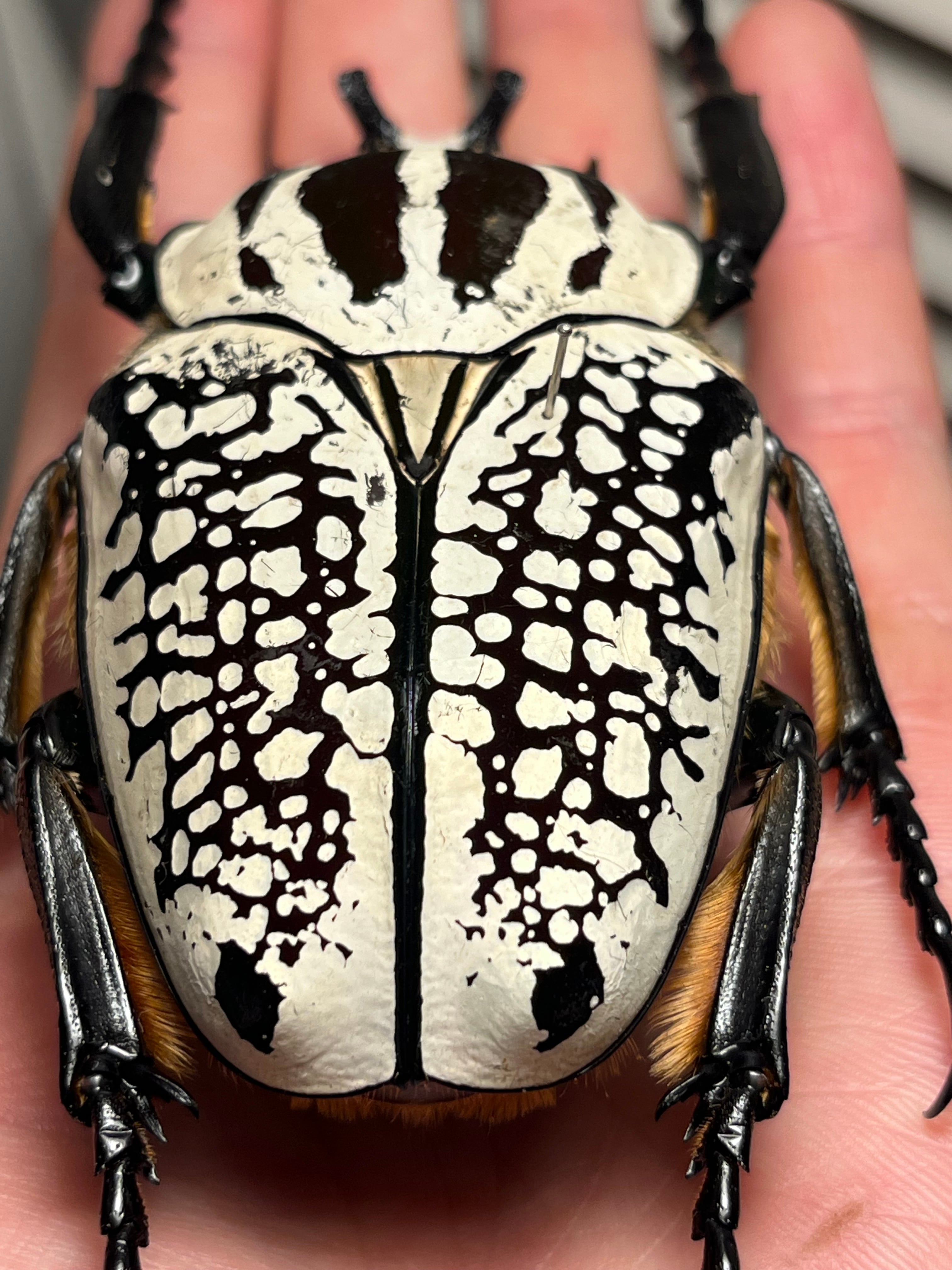 90mm】シラフゴライアスオオツノハナムグリ Goliathusorientalis