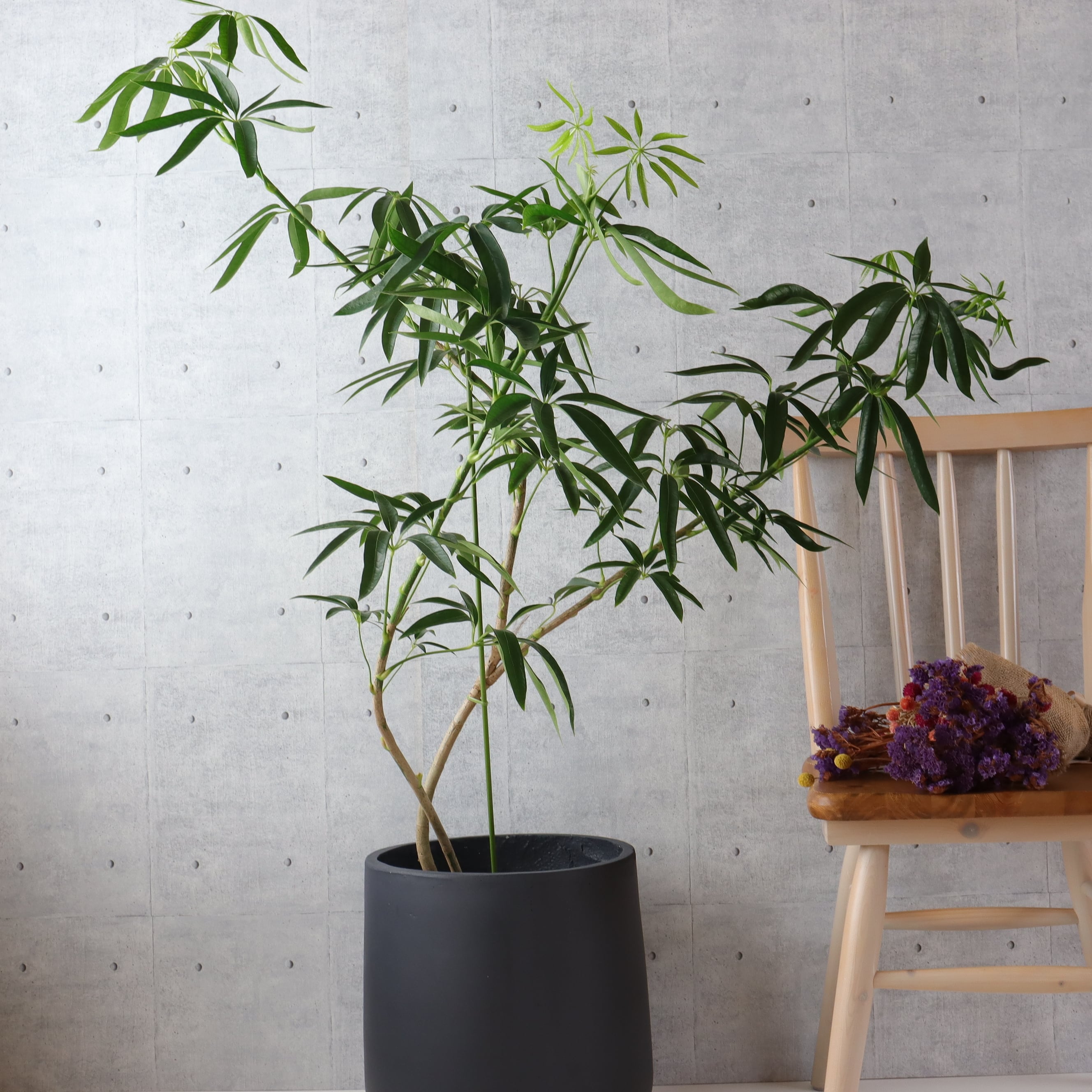 樹形◎124】 シェフレラ アンガスティフォリア 曲がり 観葉植物 室内